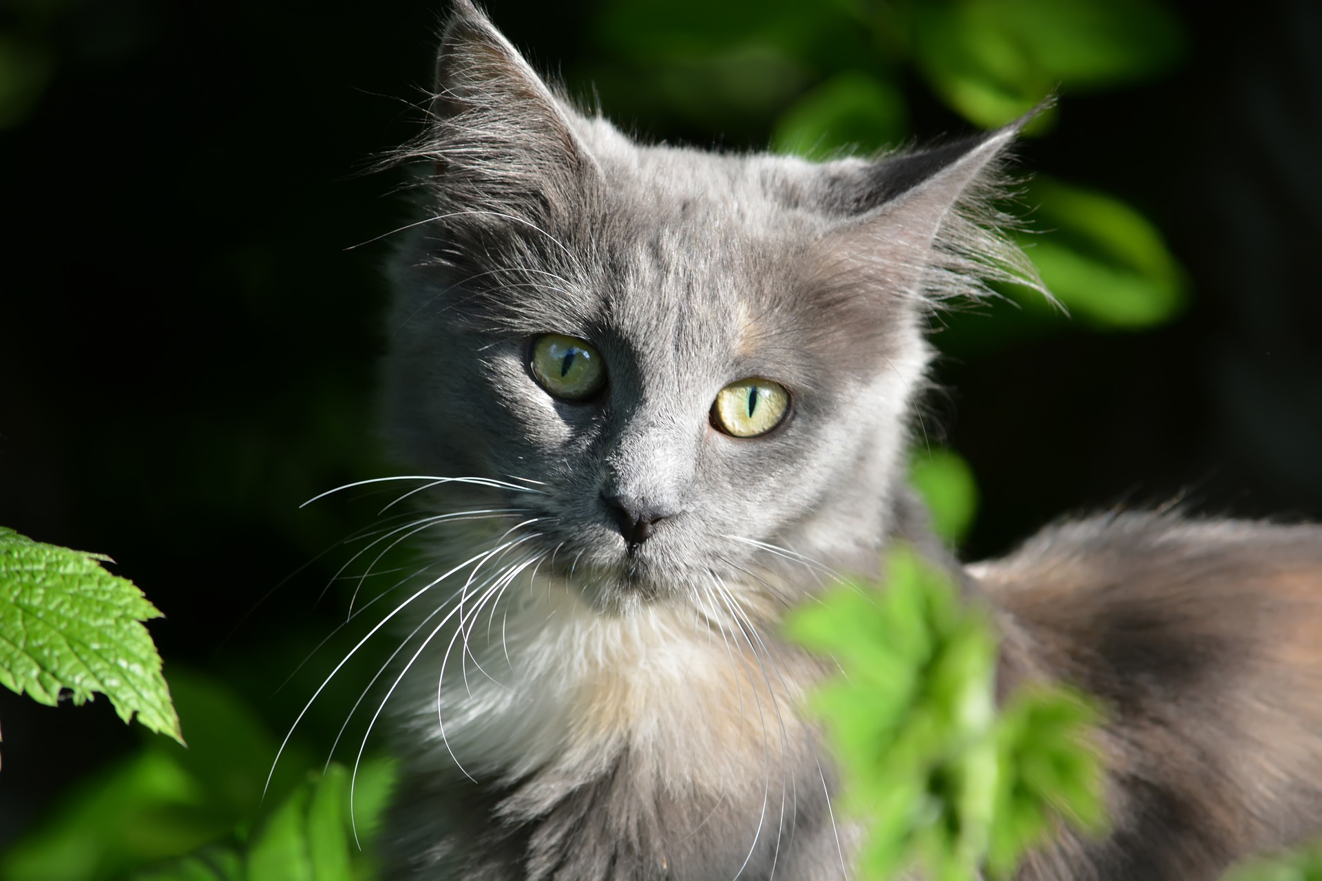 Der Ratgeber rund um die Katze zum Thema Katzenhaltung, Katzenspielzeug und Kratzbäume