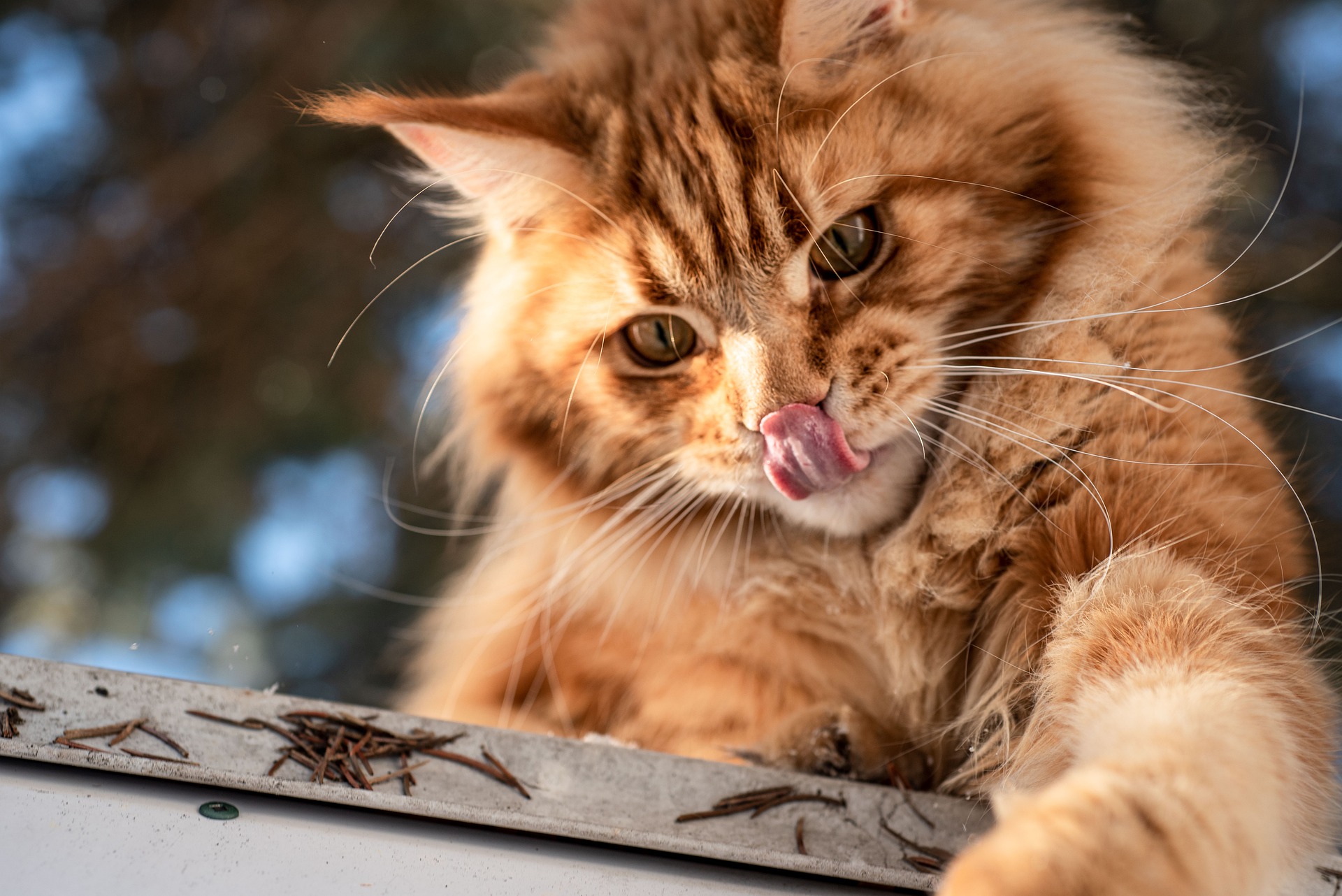 Der Ratgeber rund um die Katze zum Thema Katzenhaltung, Katzenspielzeug und Kratzbäume