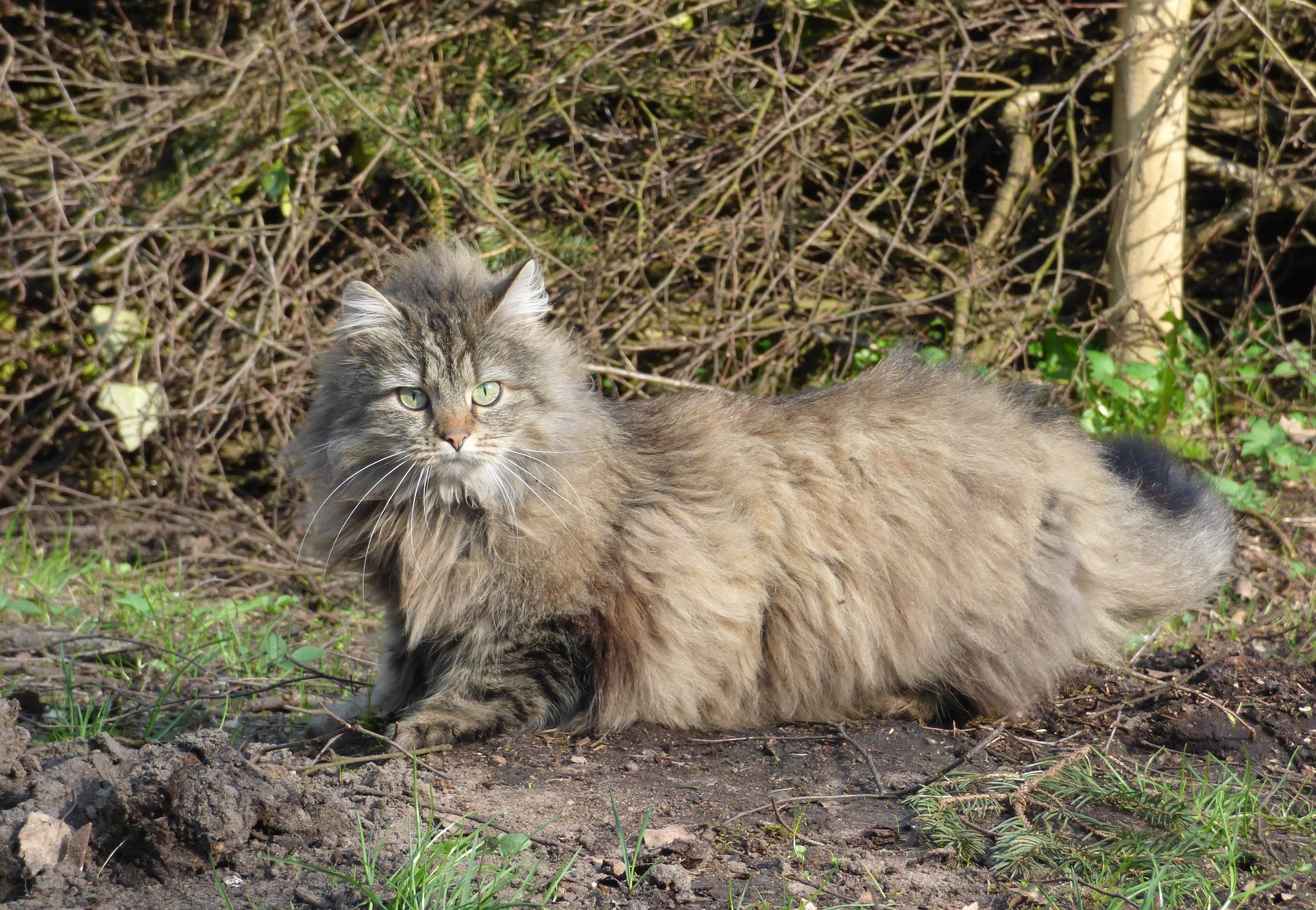 Der Ratgeber rund um die Katze zum Thema Katzenhaltung, Katzenspielzeug und Kratzbäume