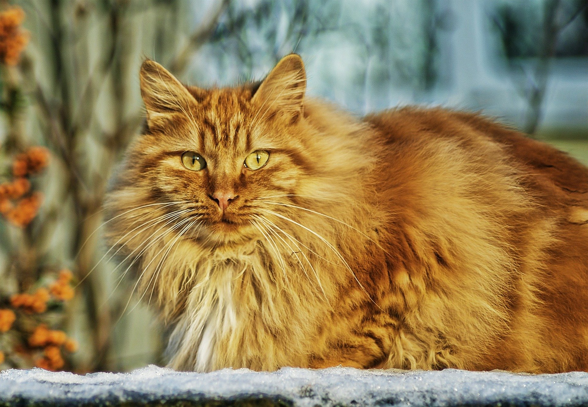 Der Ratgeber rund um die Katze zum Thema Katzenhaltung, Katzenspielzeug und Kratzbäume