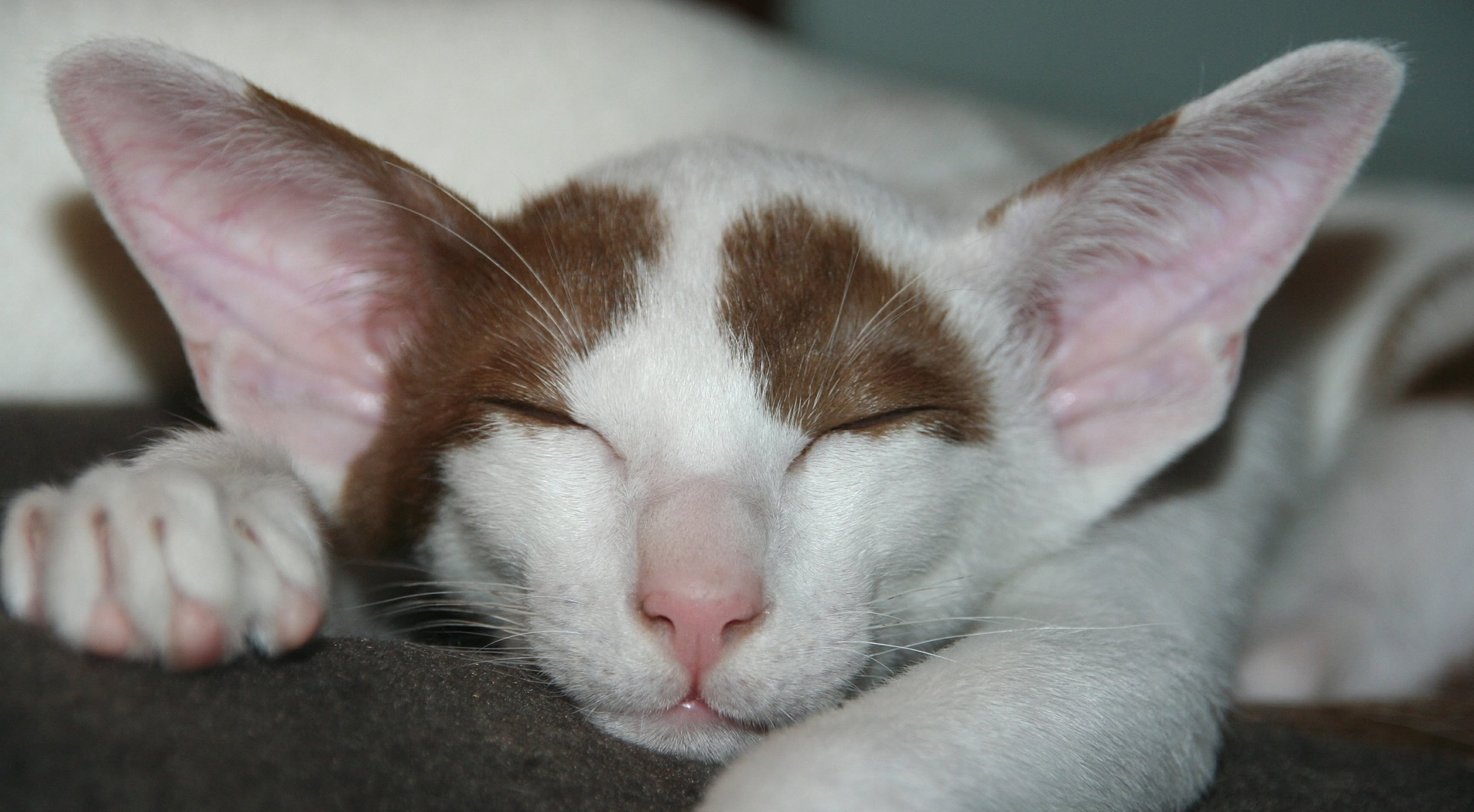 Der Ratgeber rund um die Katze zum Thema Katzenhaltung, Katzenspielzeug und Kratzbäume