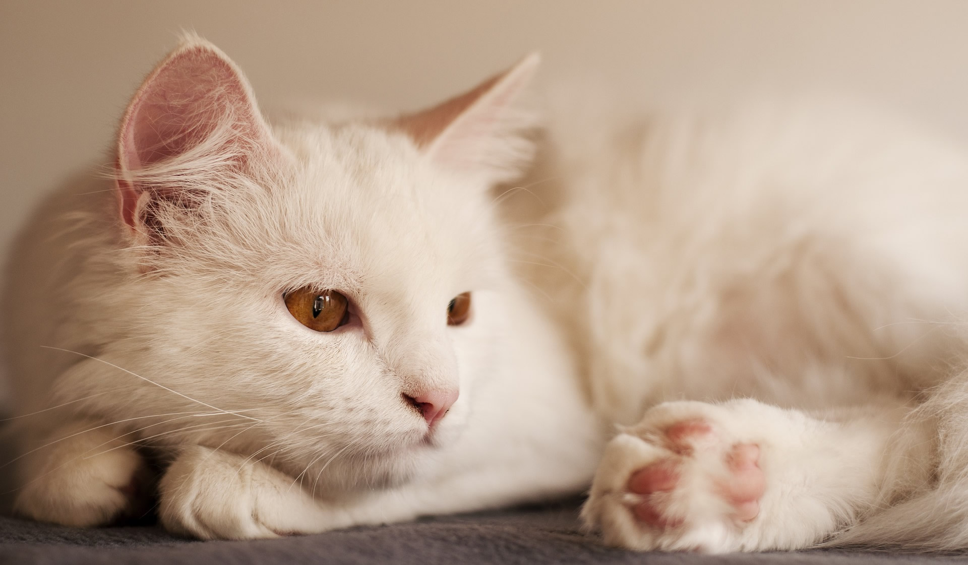 Der Ratgeber rund um die Katze zum Thema Katzenhaltung, Katzenspielzeug und Kratzbäume