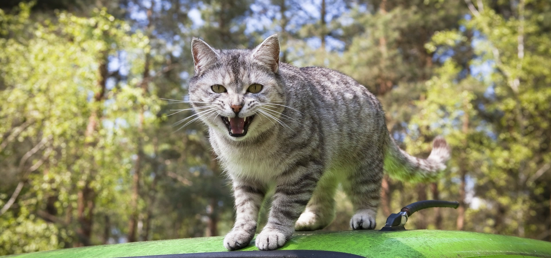 Der Ratgeber rund um die Katze zum Thema Katzenhaltung, Katzenspielzeug und Kratzbäume