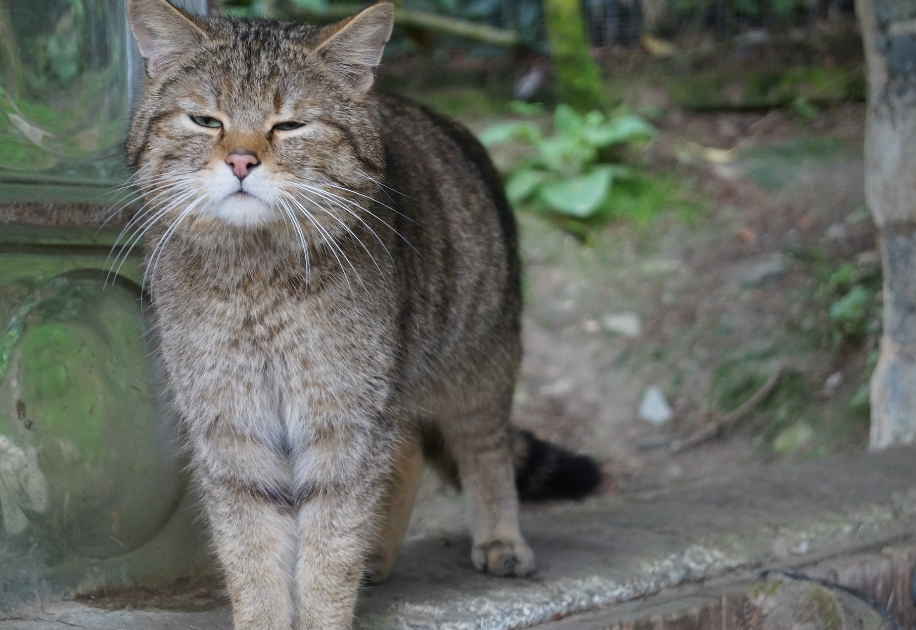 Der Ratgeber rund um die Katze zum Thema Katzenhaltung, Katzenspielzeug und Kratzbäume