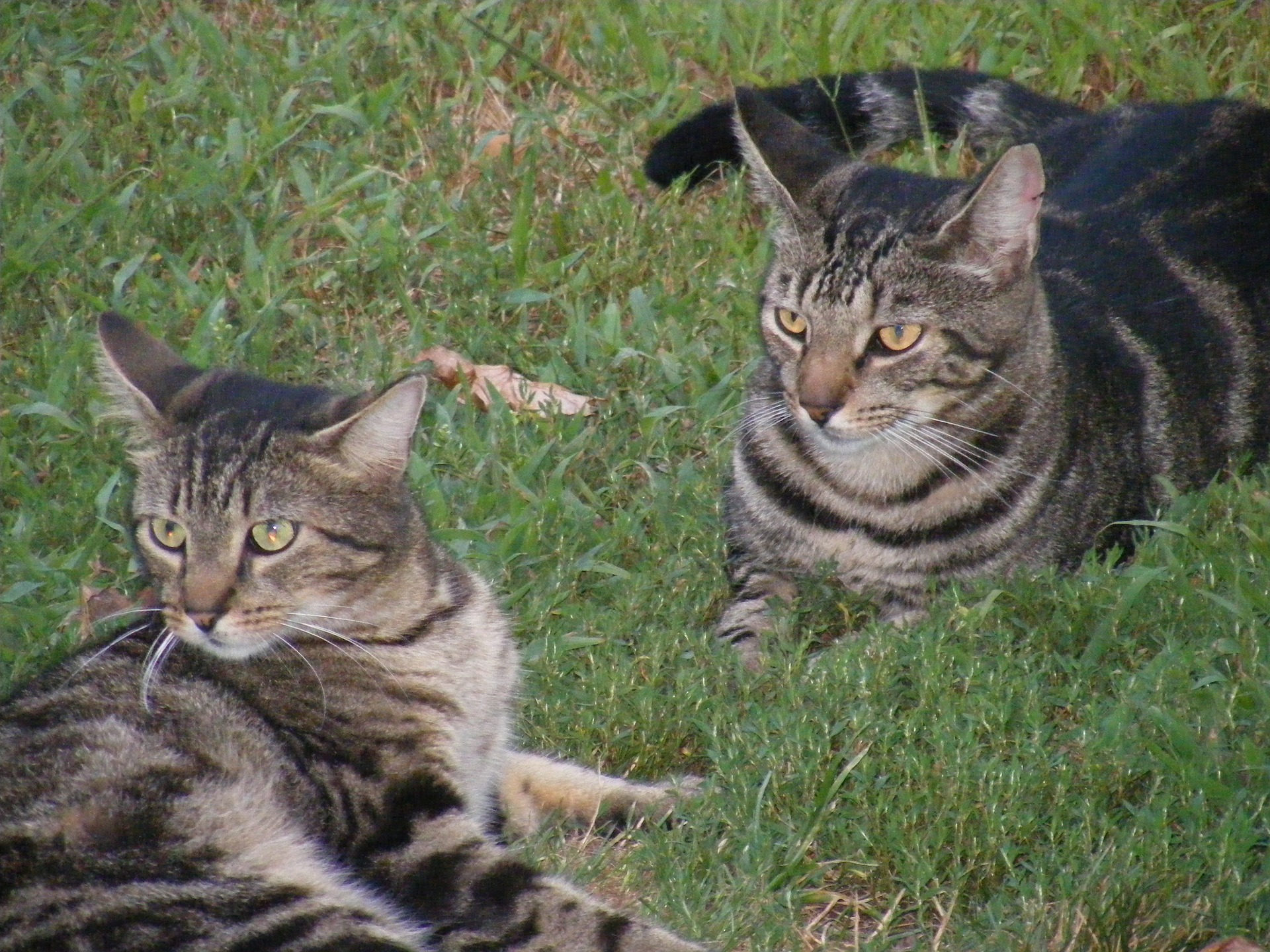 Der Ratgeber rund um die Katze zum Thema Katzenhaltung, Katzenspielzeug und Kratzbäume
