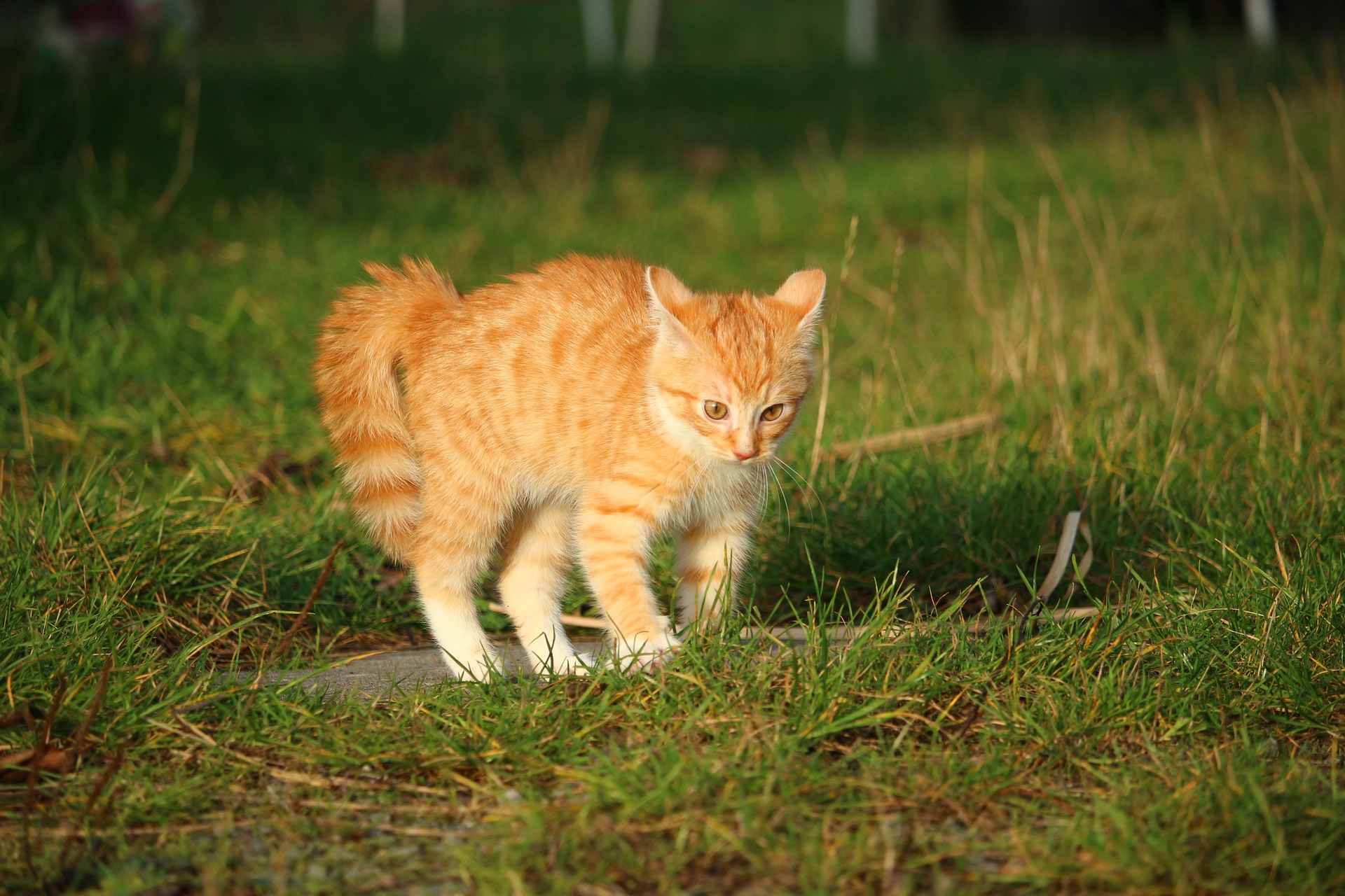 Der Ratgeber rund um die Katze zum Thema Katzenhaltung, Katzenspielzeug und Kratzbäume