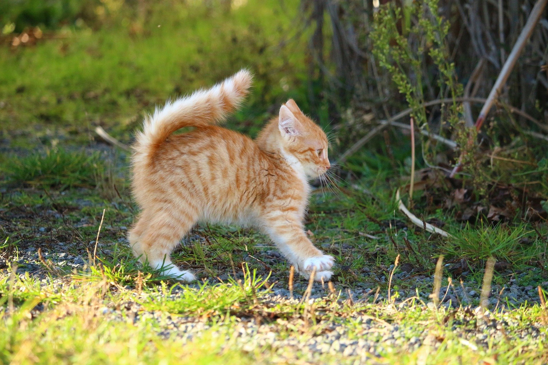 Der Ratgeber rund um die Katze zum Thema Katzenhaltung, Katzenspielzeug und Kratzbäume