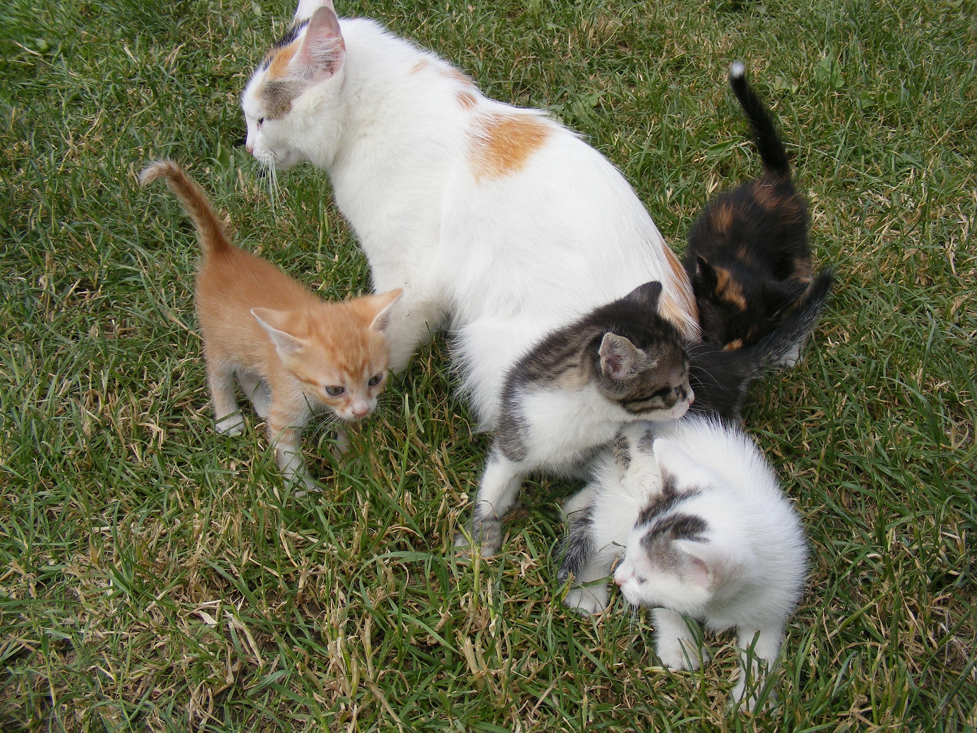 Der Ratgeber rund um die Katze zum Thema Katzenhaltung, Katzenspielzeug und Kratzbäume
