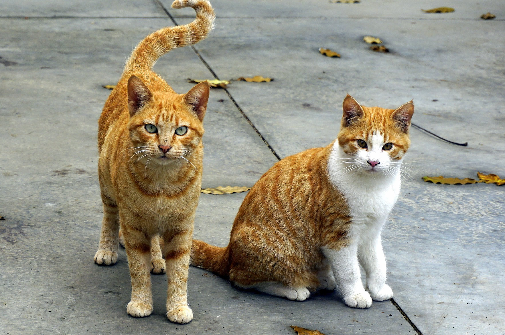 Der Ratgeber rund um die Katze zum Thema Katzenhaltung, Katzenspielzeug und Kratzbäume