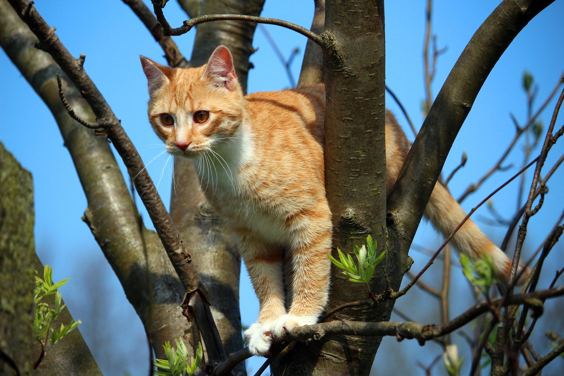 Der Ratgeber rund um die Katze zum Thema Katzenhaltung, Katzenspielzeug und Kratzbäume