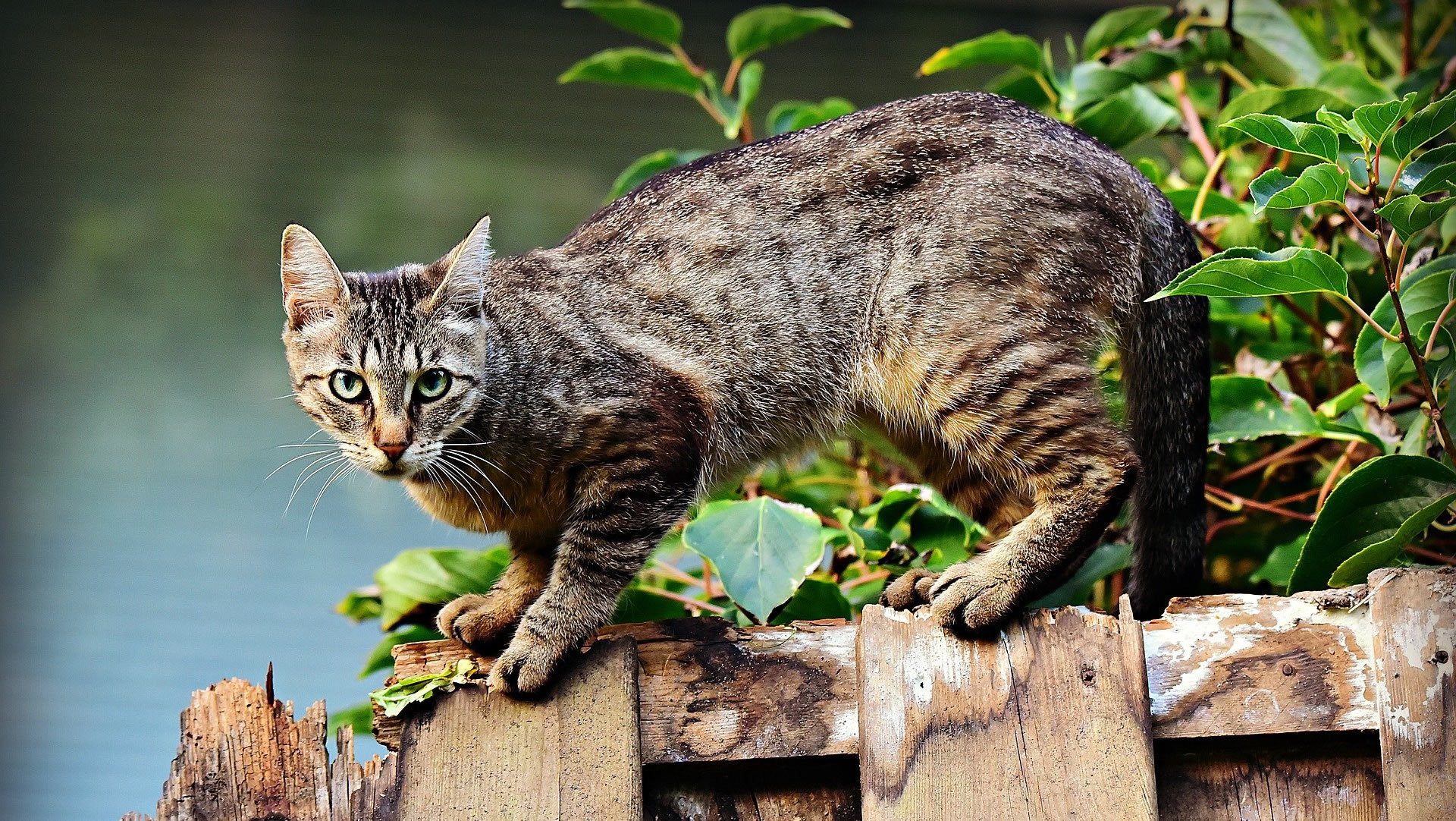 Der Ratgeber rund um die Katze zum Thema Katzenhaltung, Katzenspielzeug und Kratzbäume