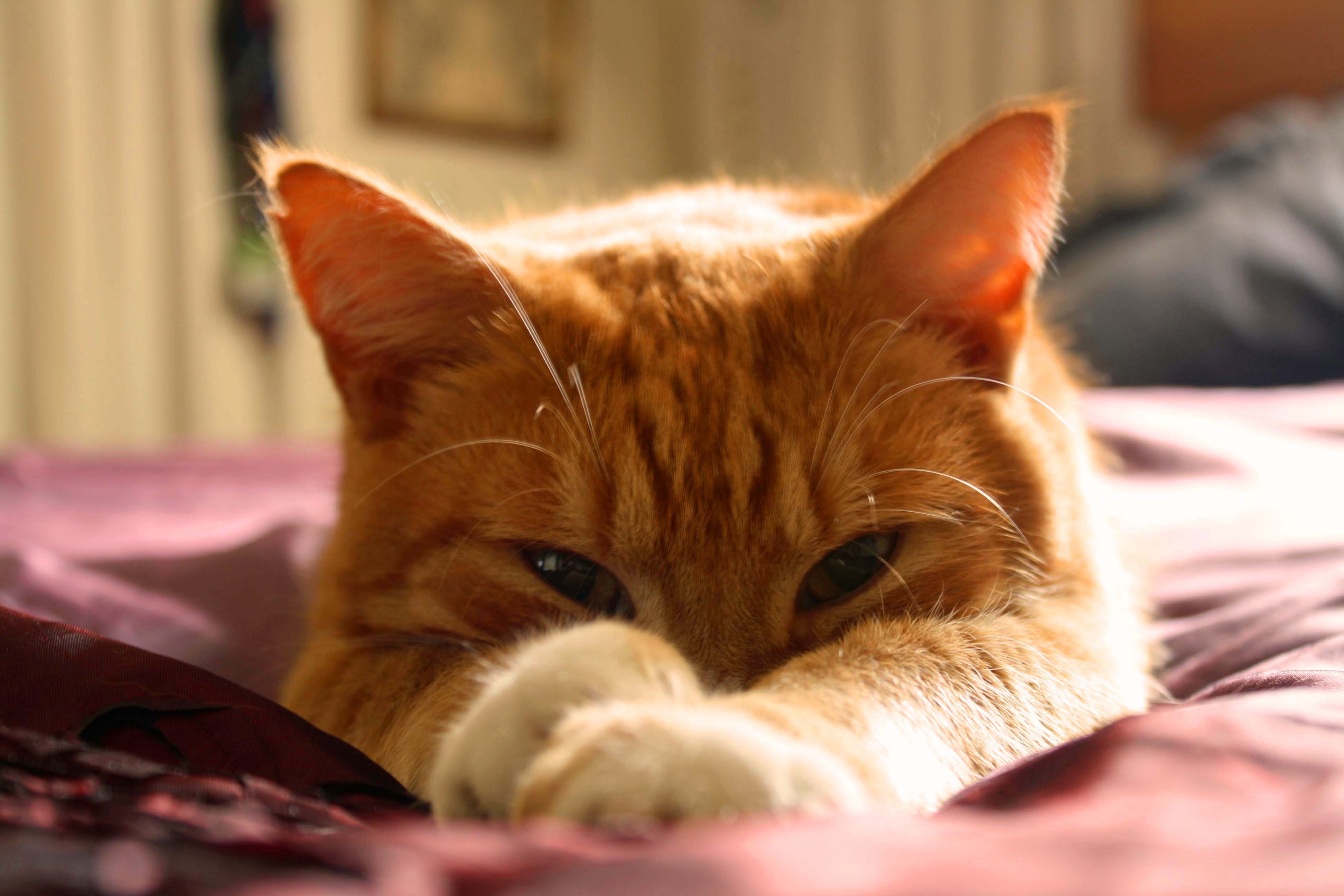 Der Ratgeber rund um die Katze zum Thema Katzenhaltung, Katzenspielzeug und Kratzbäume