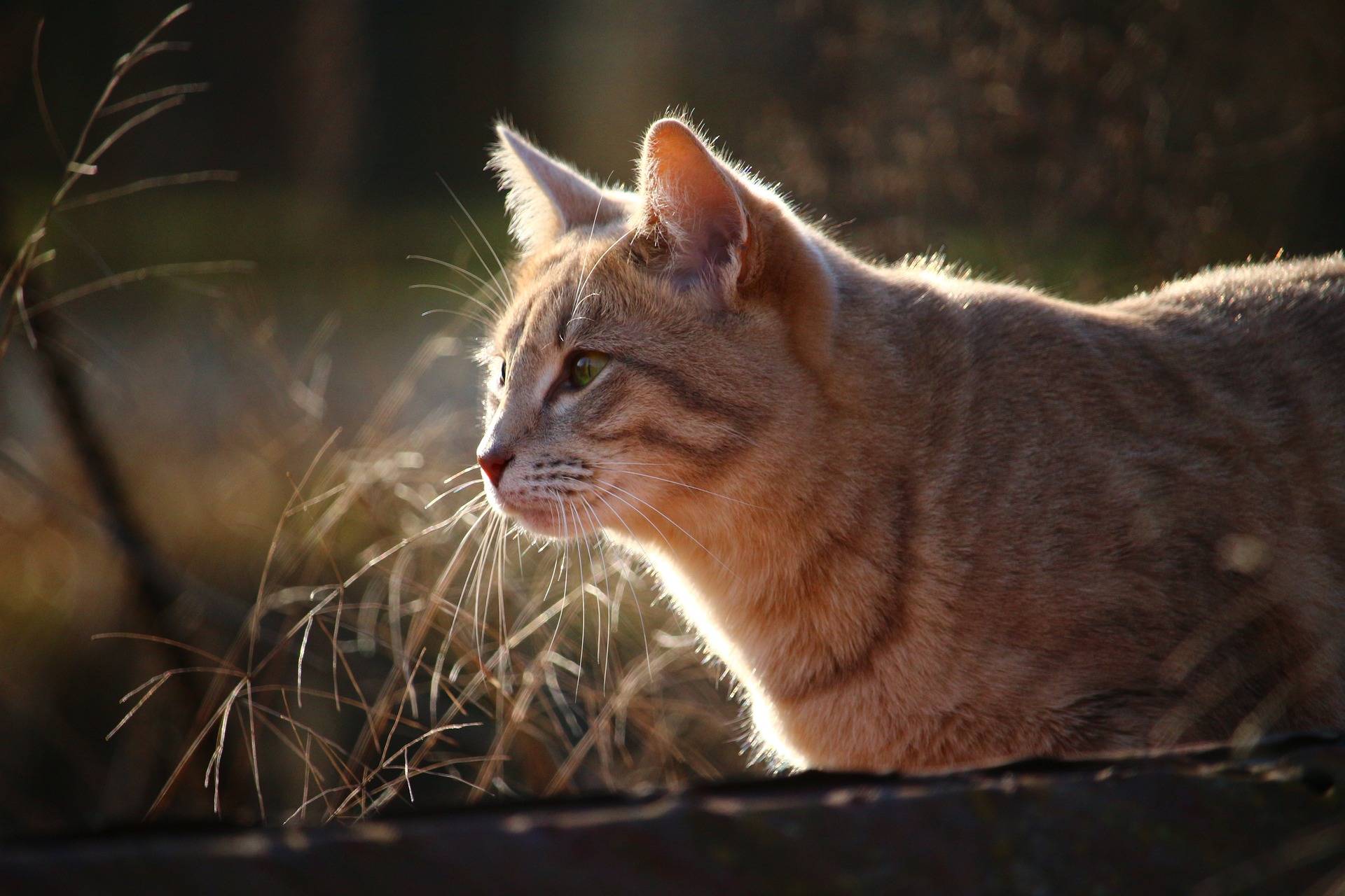 Der Ratgeber rund um die Katze zum Thema Katzenhaltung, Katzenspielzeug und Kratzbäume