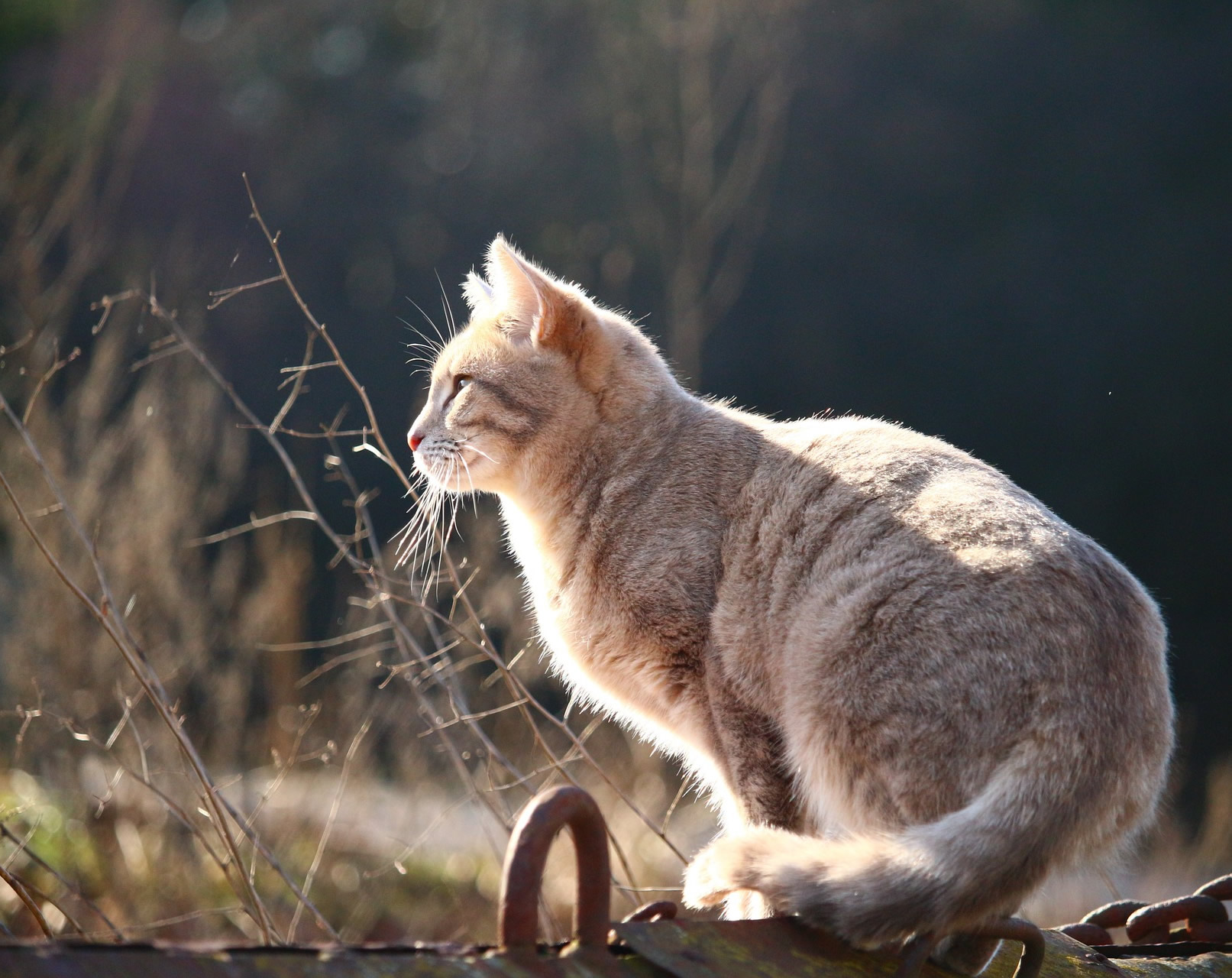 Der Ratgeber rund um die Katze zum Thema Katzenhaltung, Katzenspielzeug und Kratzbäume