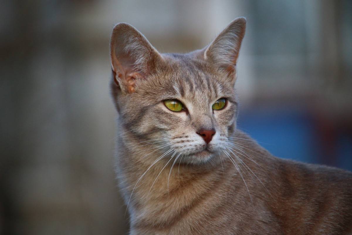 Der Ratgeber rund um die Katze zum Thema Katzenhaltung, Katzenspielzeug und Kratzbäume