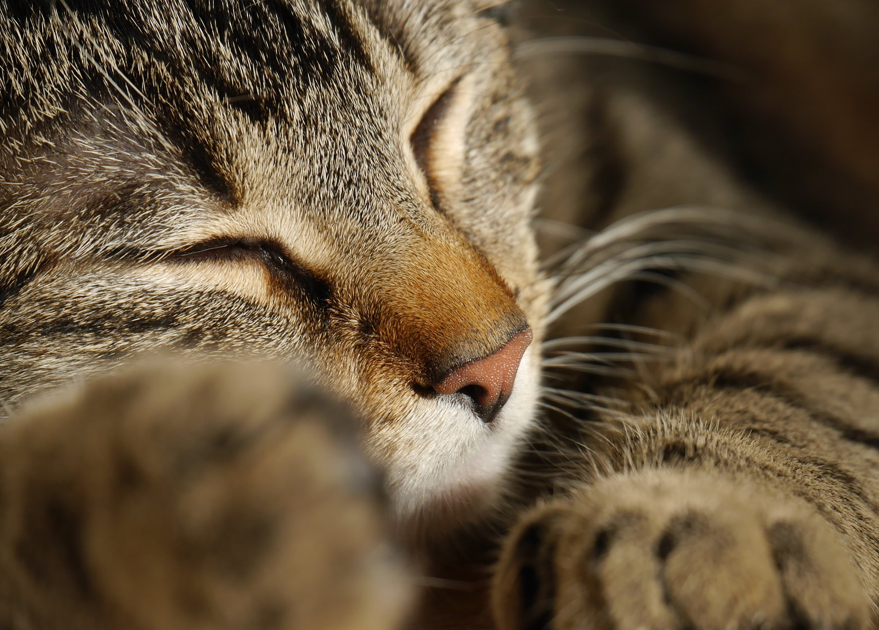 Der Ratgeber rund um die Katze zum Thema Katzenhaltung, Katzenspielzeug und Kratzbäume