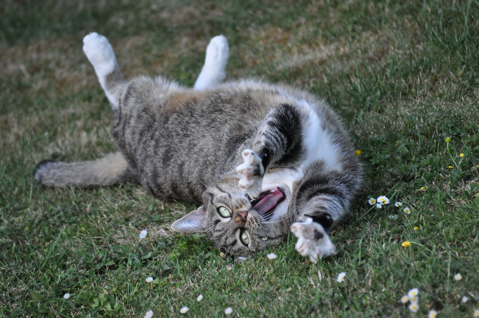 Der Ratgeber rund um die Katze zum Thema Katzenhaltung, Katzenspielzeug und Kratzbäume