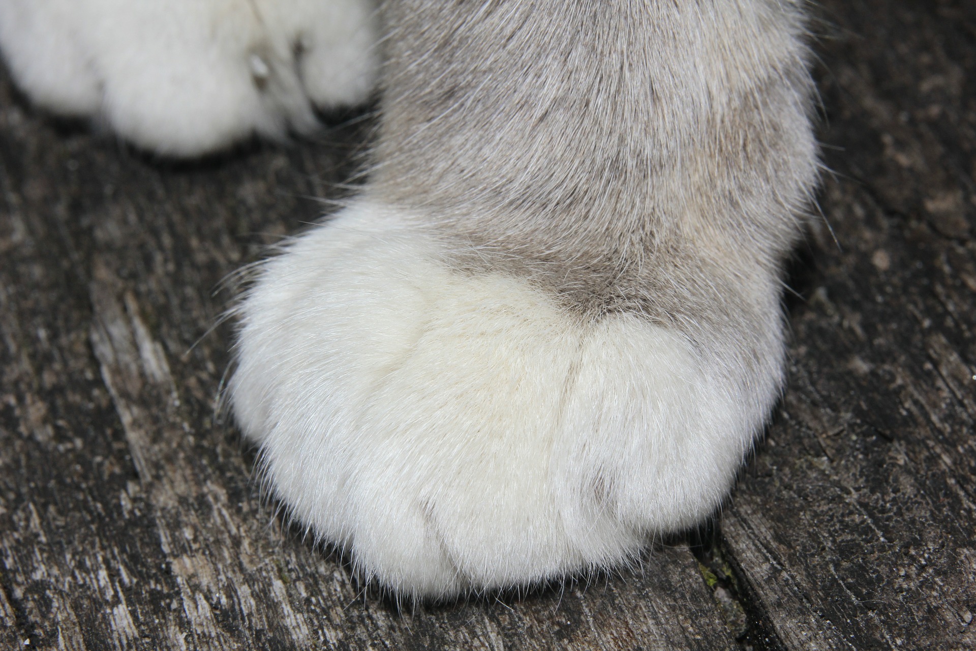 Der Ratgeber rund um die Katze zum Thema Katzenhaltung, Katzenspielzeug und Kratzbäume