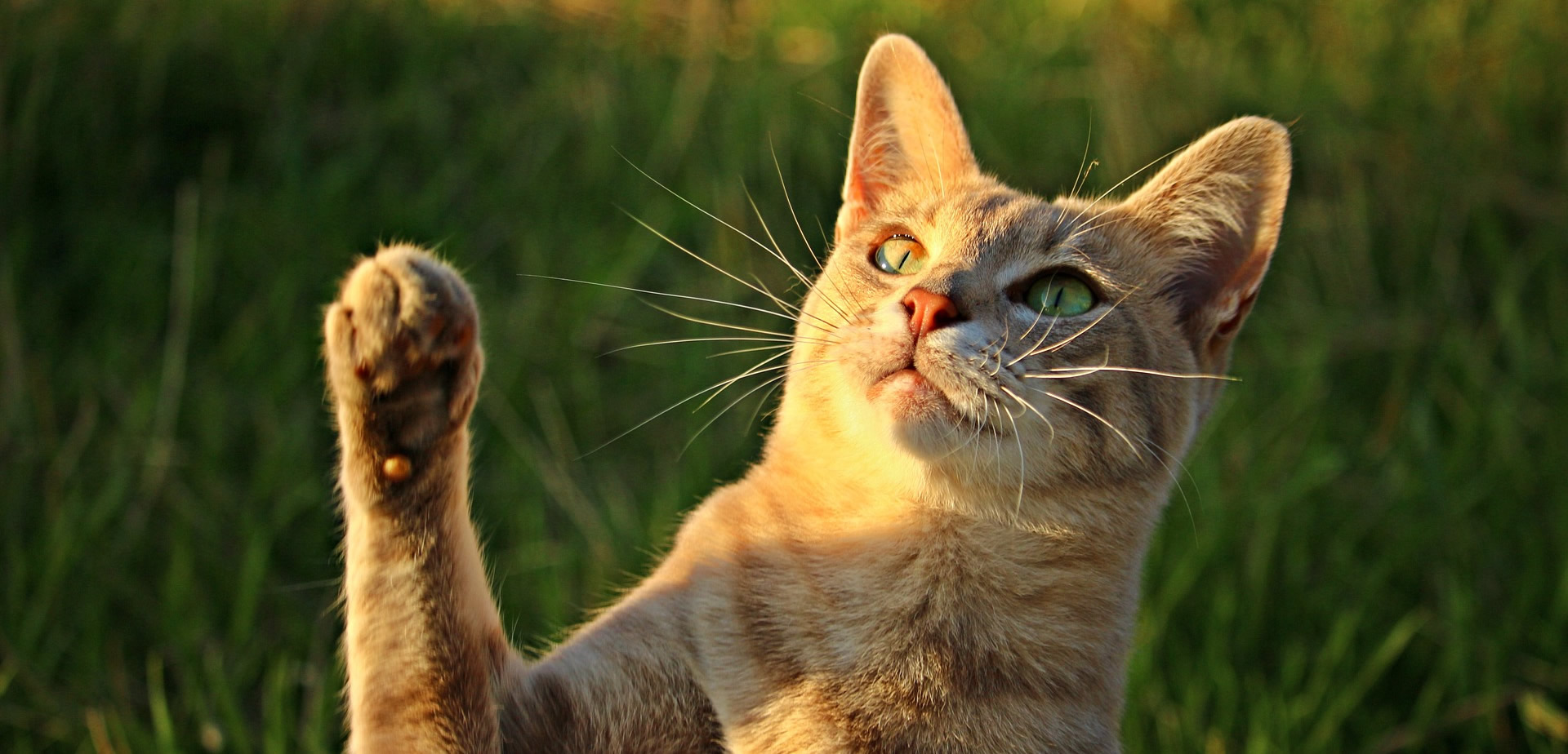 Der Ratgeber rund um die Katze zum Thema Katzenhaltung, Katzenspielzeug und Kratzbäume