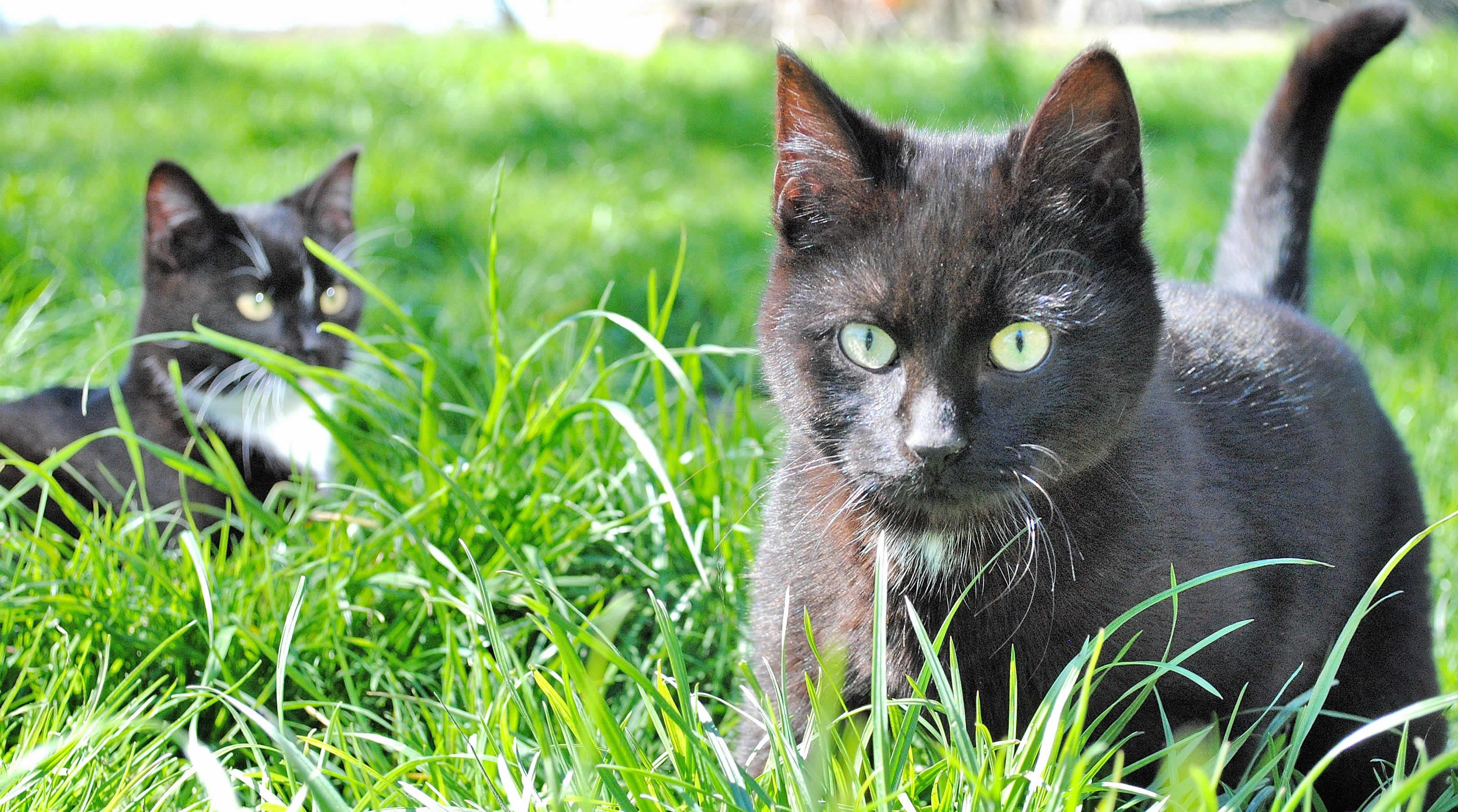 Der Ratgeber rund um die Katze zum Thema Katzenhaltung, Katzenspielzeug und Kratzbäume