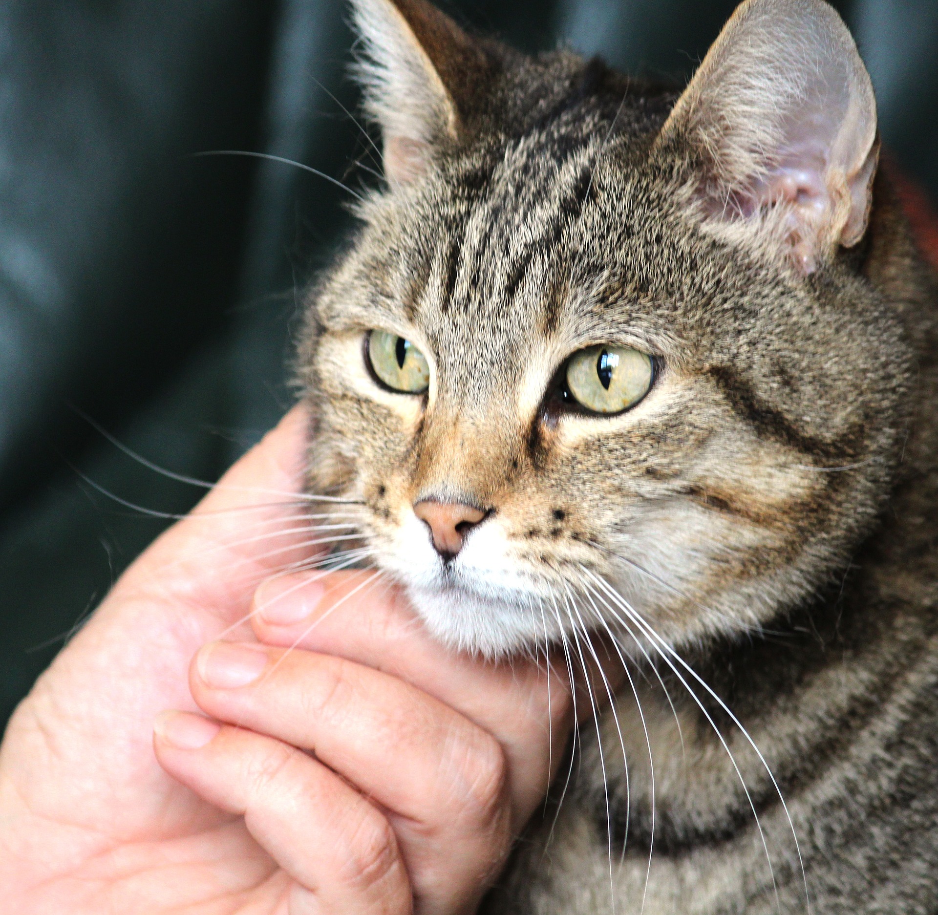 Katzen Online Ratgeber