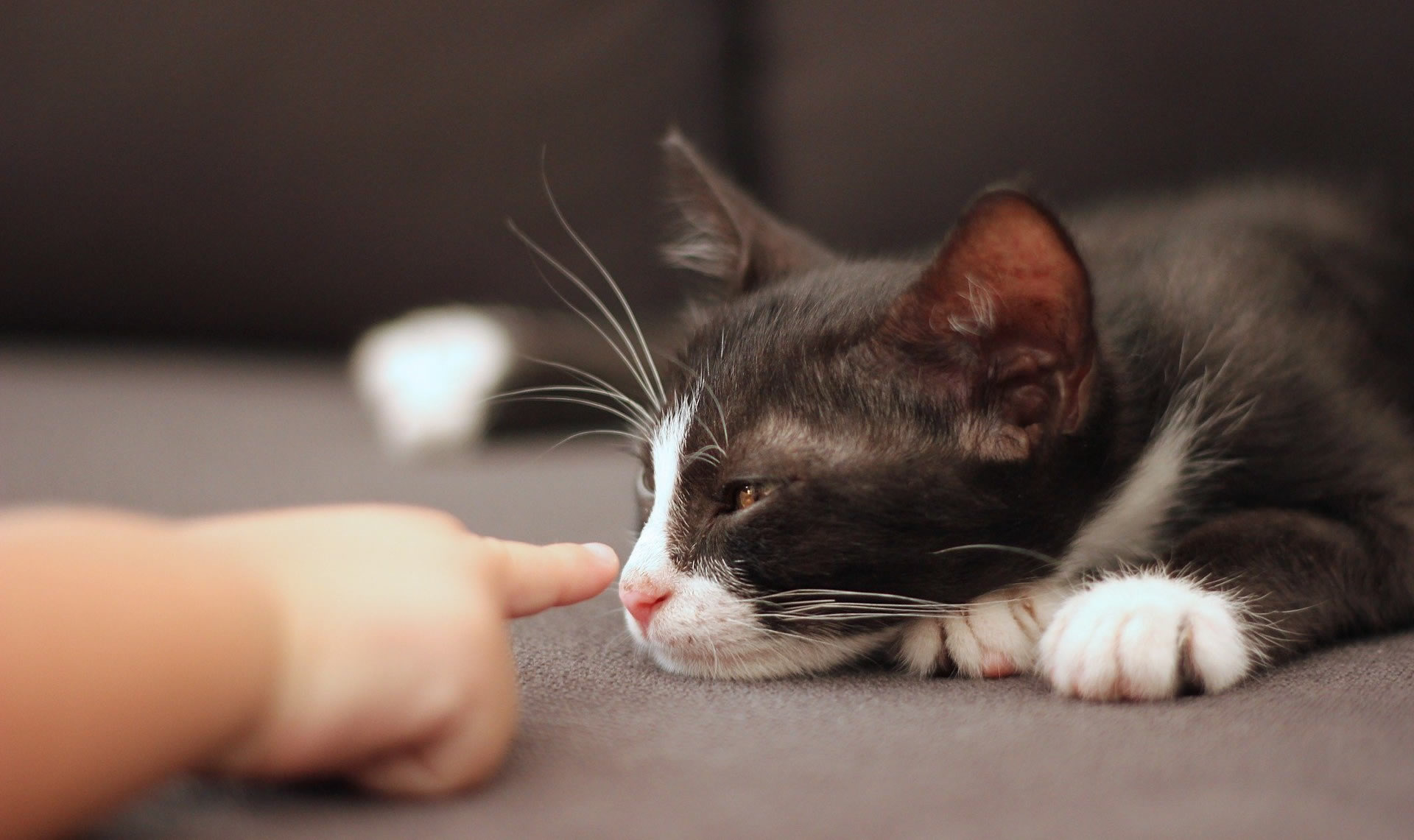 Der Ratgeber rund um die Katze zum Thema Katzenhaltung, Katzenspielzeug und Kratzbäume