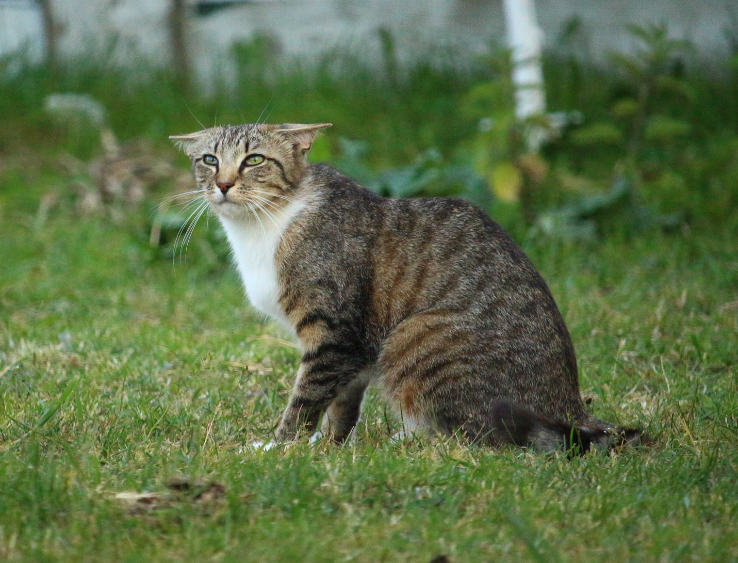 Der Ratgeber rund um die Katze zum Thema Katzenhaltung, Katzenspielzeug und Kratzbäume