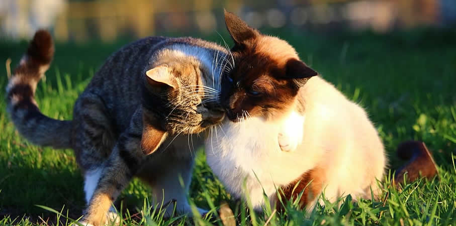 Der Ratgeber rund um die Katze zum Thema Katzenhaltung, Katzenspielzeug und Kratzbäume