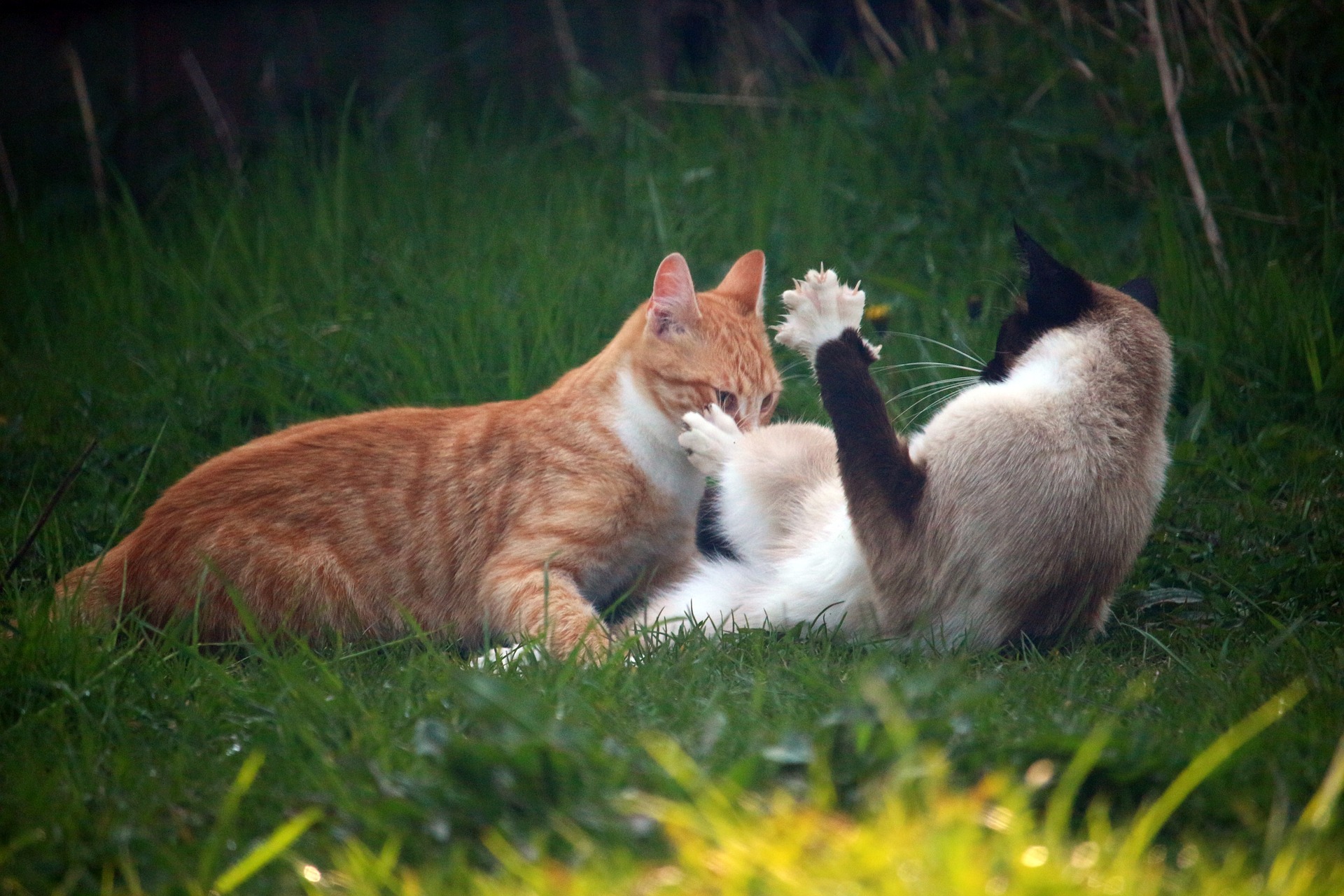 Der Ratgeber rund um die Katze zum Thema Katzenhaltung, Katzenspielzeug und Kratzbäume