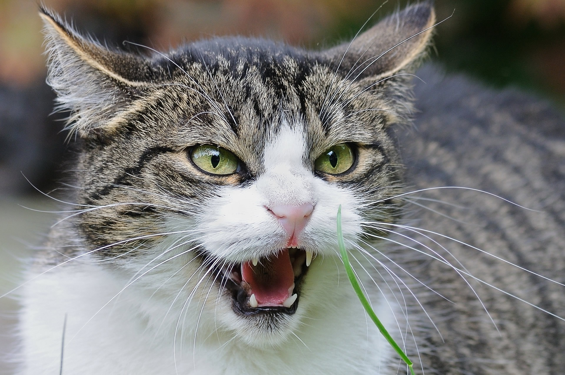 Der Ratgeber rund um die Katze zum Thema Katzenhaltung, Katzenspielzeug und Kratzbäume