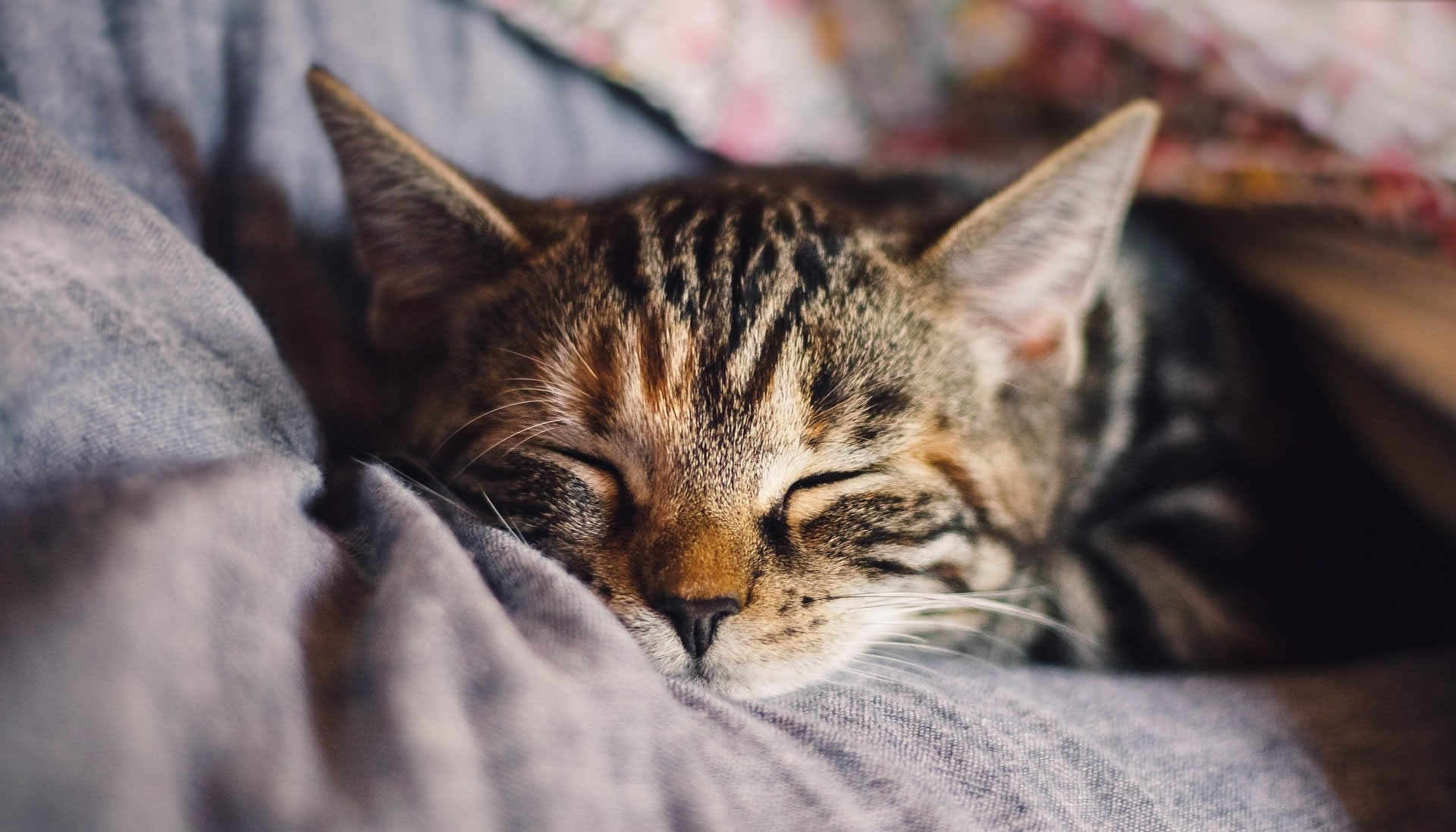 Der Ratgeber rund um die Katze zum Thema Katzenhaltung, Katzenspielzeug und Kratzbäume