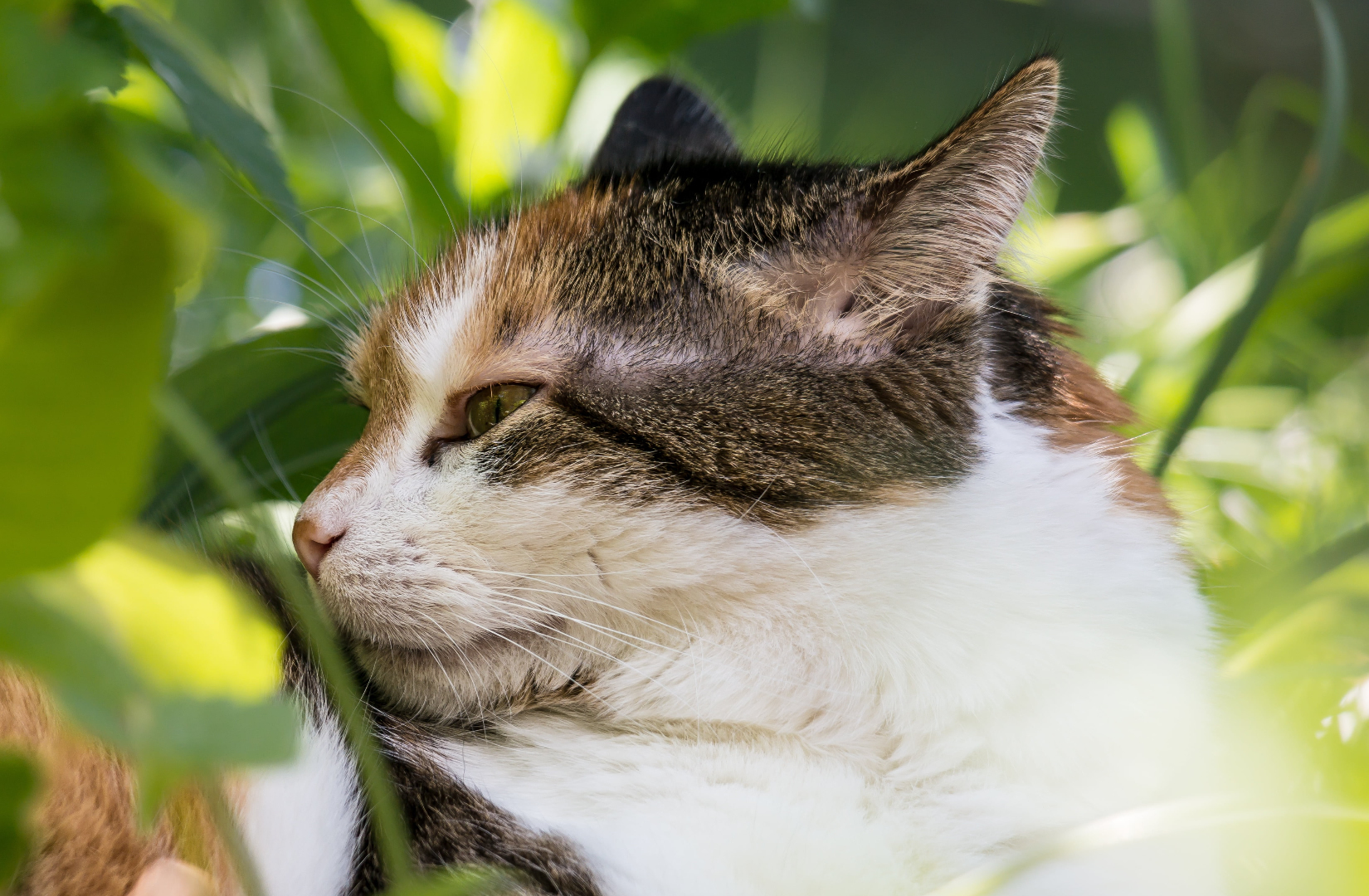 Der Ratgeber rund um die Katze zum Thema Katzenhaltung, Katzenspielzeug und Kratzbäume