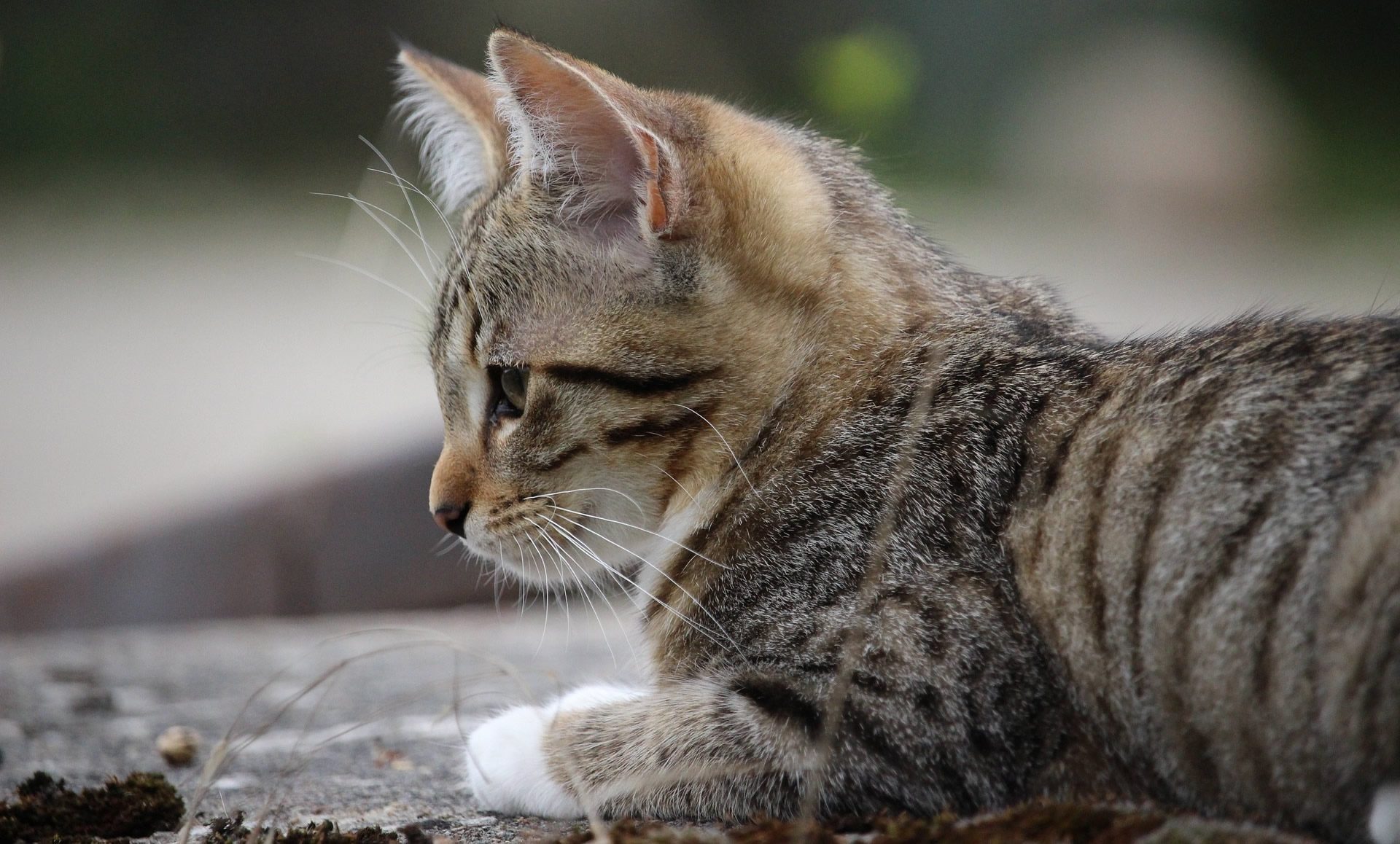 Der Ratgeber rund um die Katze zum Thema Katzenhaltung, Katzenspielzeug und Kratzbäume