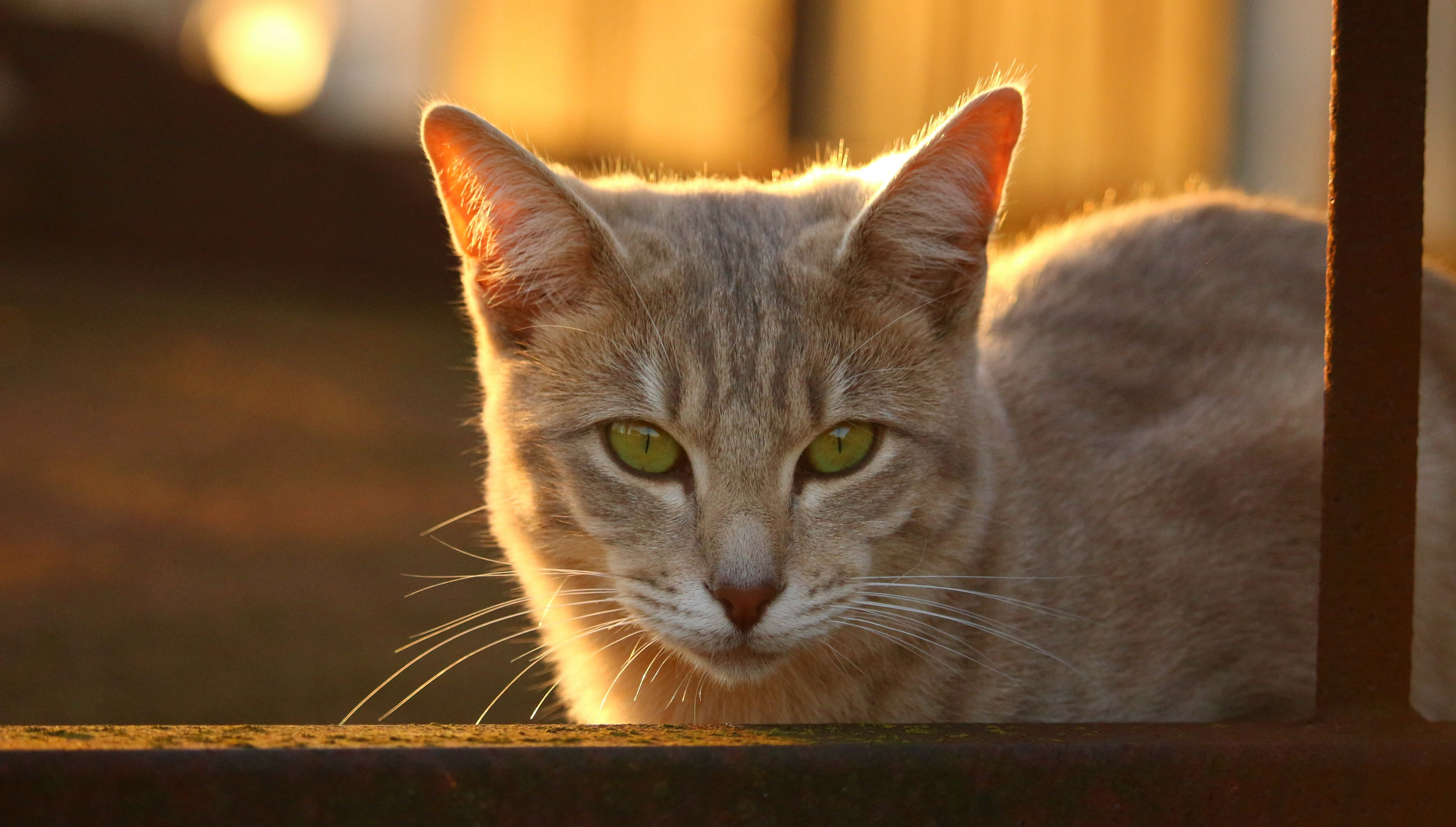 Der Ratgeber rund um die Katze zum Thema Katzenhaltung, Katzenspielzeug und Kratzbäume