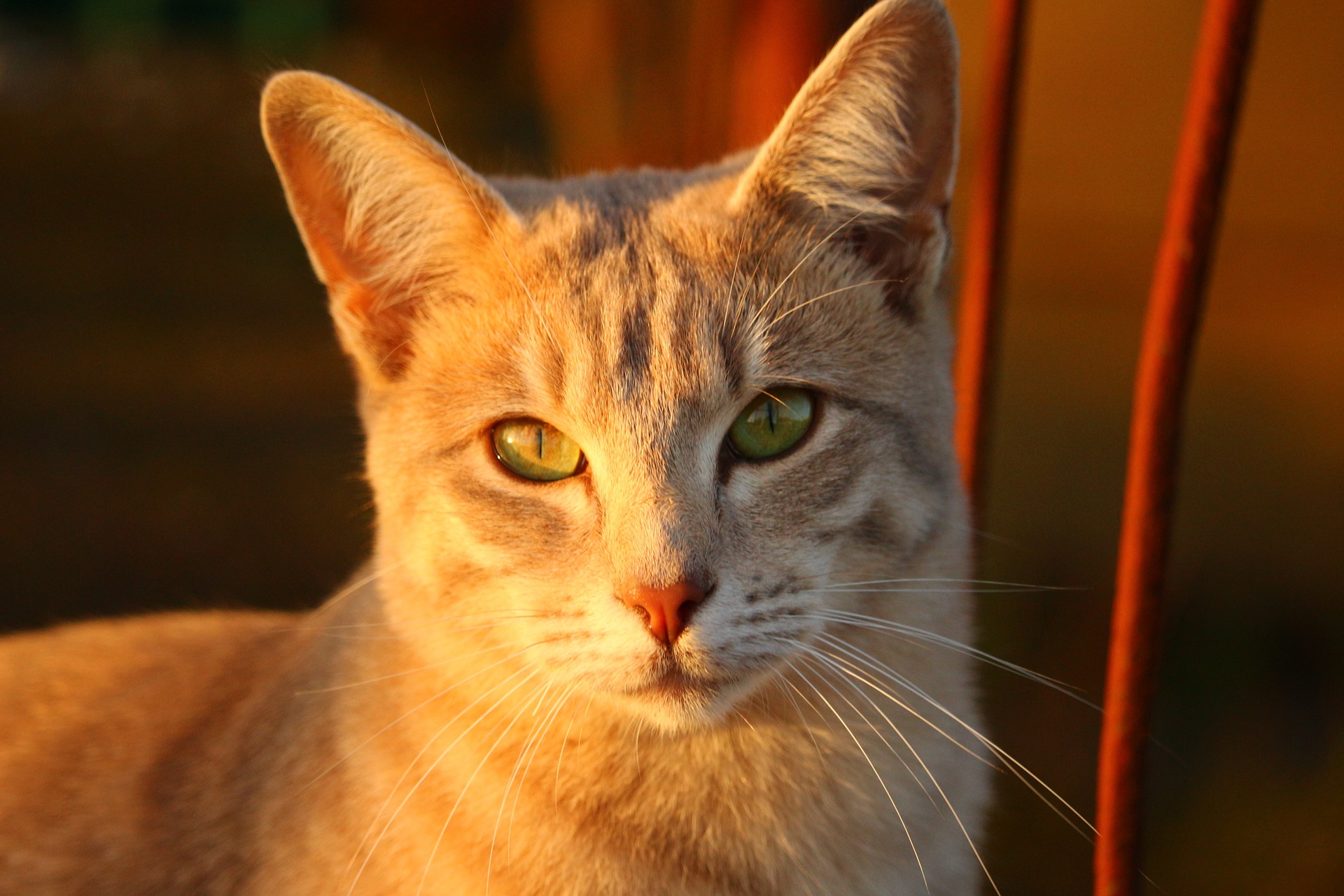 Der Ratgeber rund um die Katze zum Thema Katzenhaltung, Katzenspielzeug und Kratzbäume