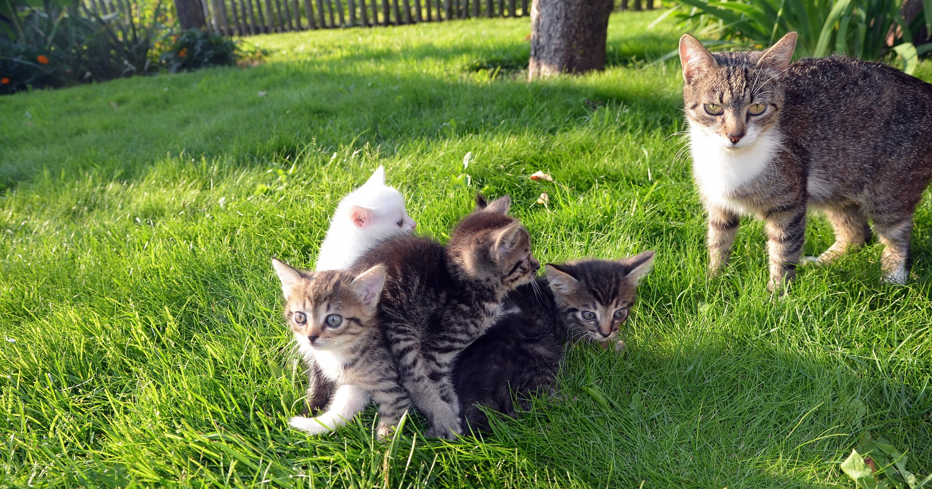 Der Ratgeber rund um die Katze zum Thema Katzenhaltung, Katzenspielzeug und Kratzbäume