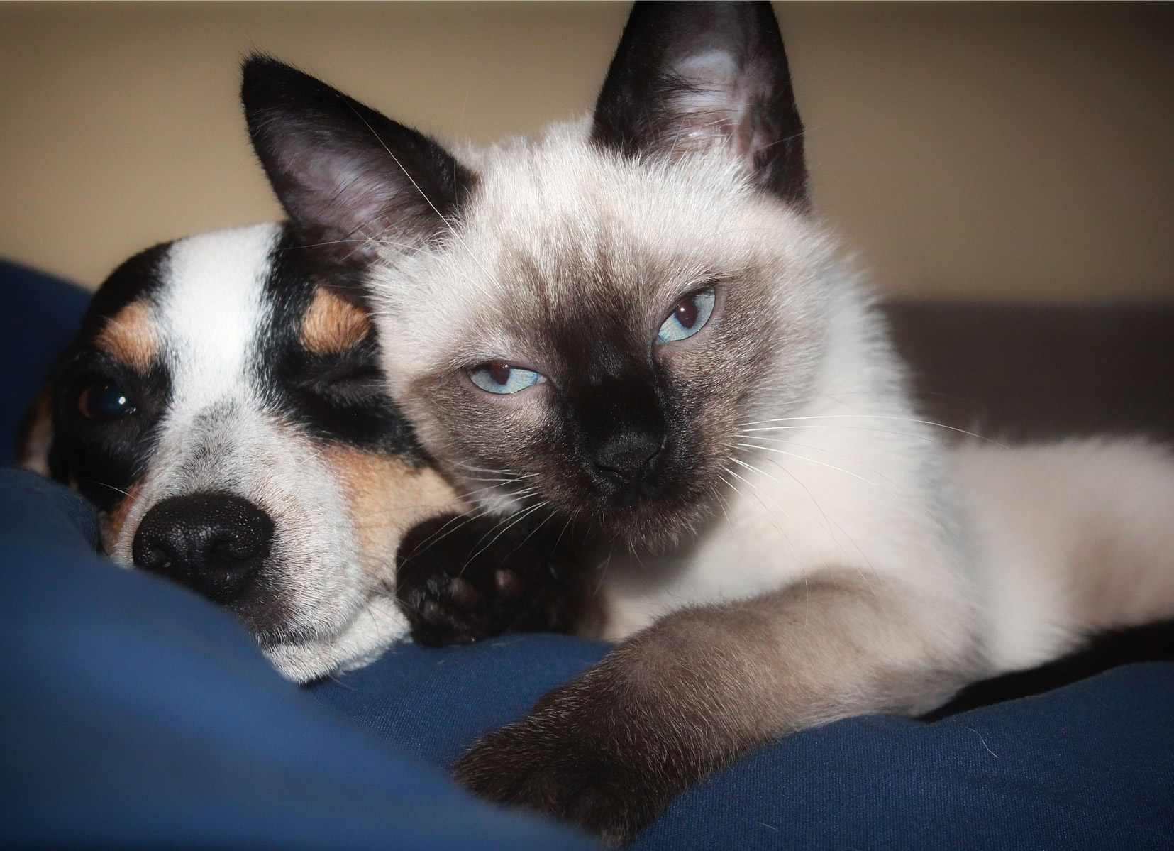 Der Ratgeber rund um die Katze zum Thema Katzenhaltung, Katzenspielzeug und Kratzbäume