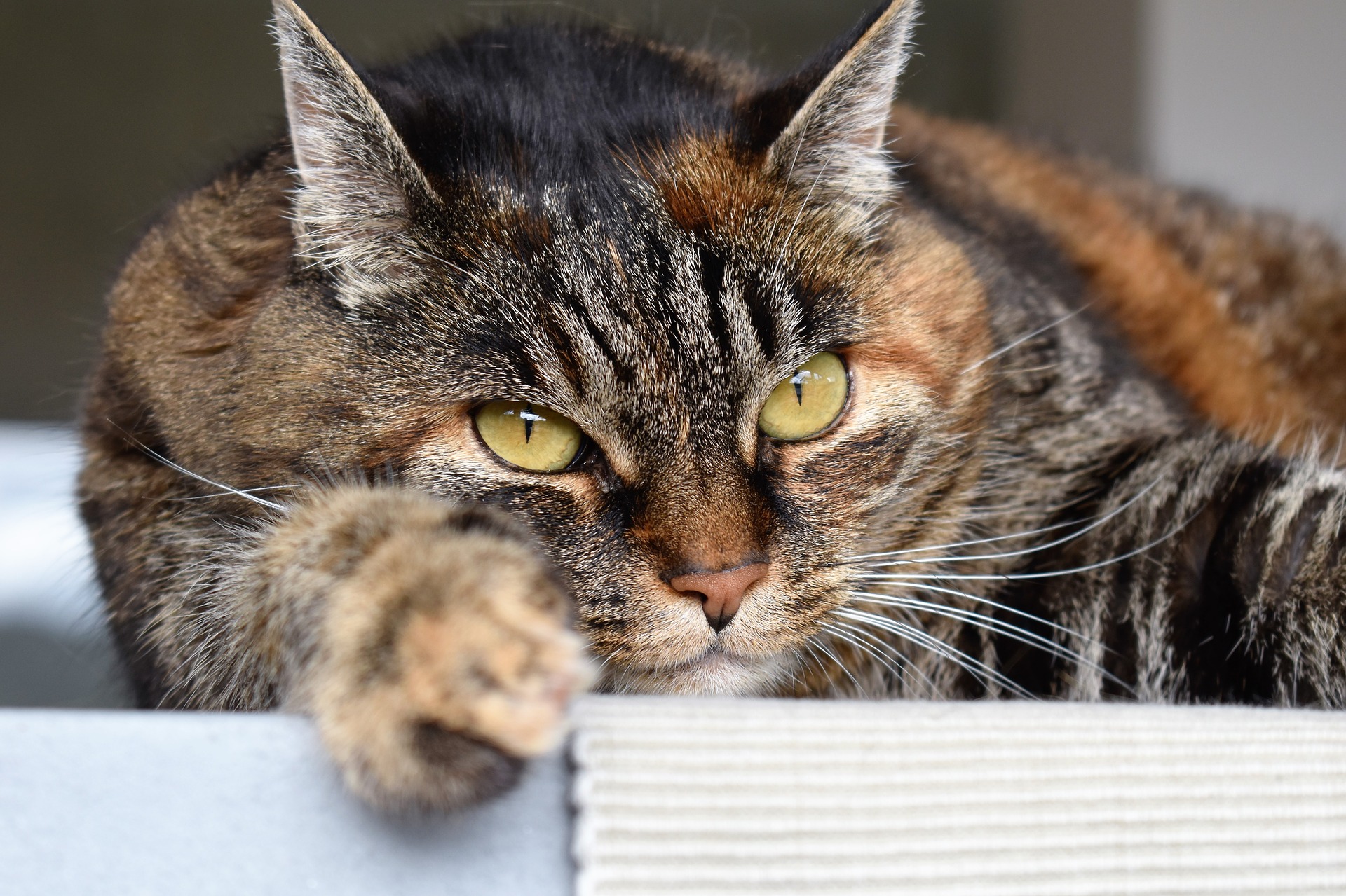 Der Ratgeber rund um die Katze zum Thema Katzenhaltung, Katzenspielzeug und Kratzbäume