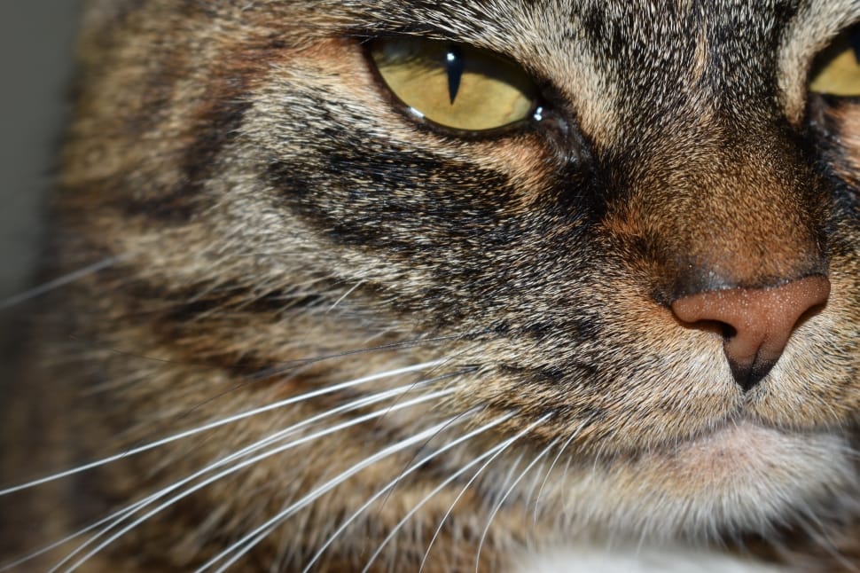 Der Ratgeber rund um die Katze zum Thema Katzenhaltung, Katzenspielzeug und Kratzbäume