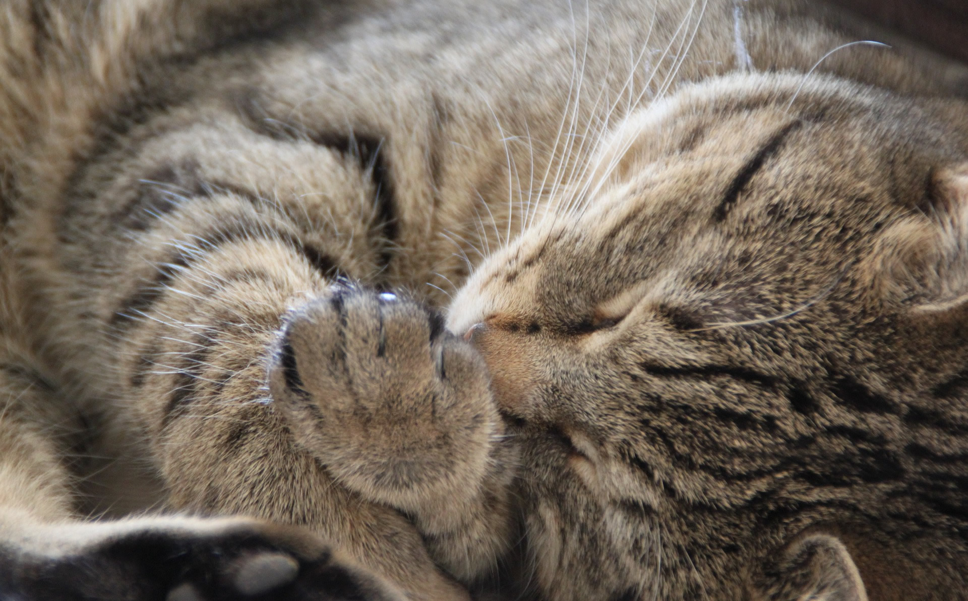 Der Ratgeber rund um die Katze zum Thema Katzenhaltung, Katzenspielzeug und Kratzbäume