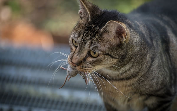 Der Ratgeber rund um die Katze zum Thema Katzenhaltung, Katzenspielzeug und Kratzbäume