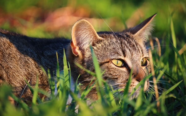 Der Ratgeber rund um die Katze zum Thema Katzenhaltung, Katzenspielzeug und Kratzbäume