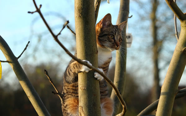 Der Ratgeber rund um die Katze zum Thema Katzenhaltung, Katzenspielzeug und Kratzbäume