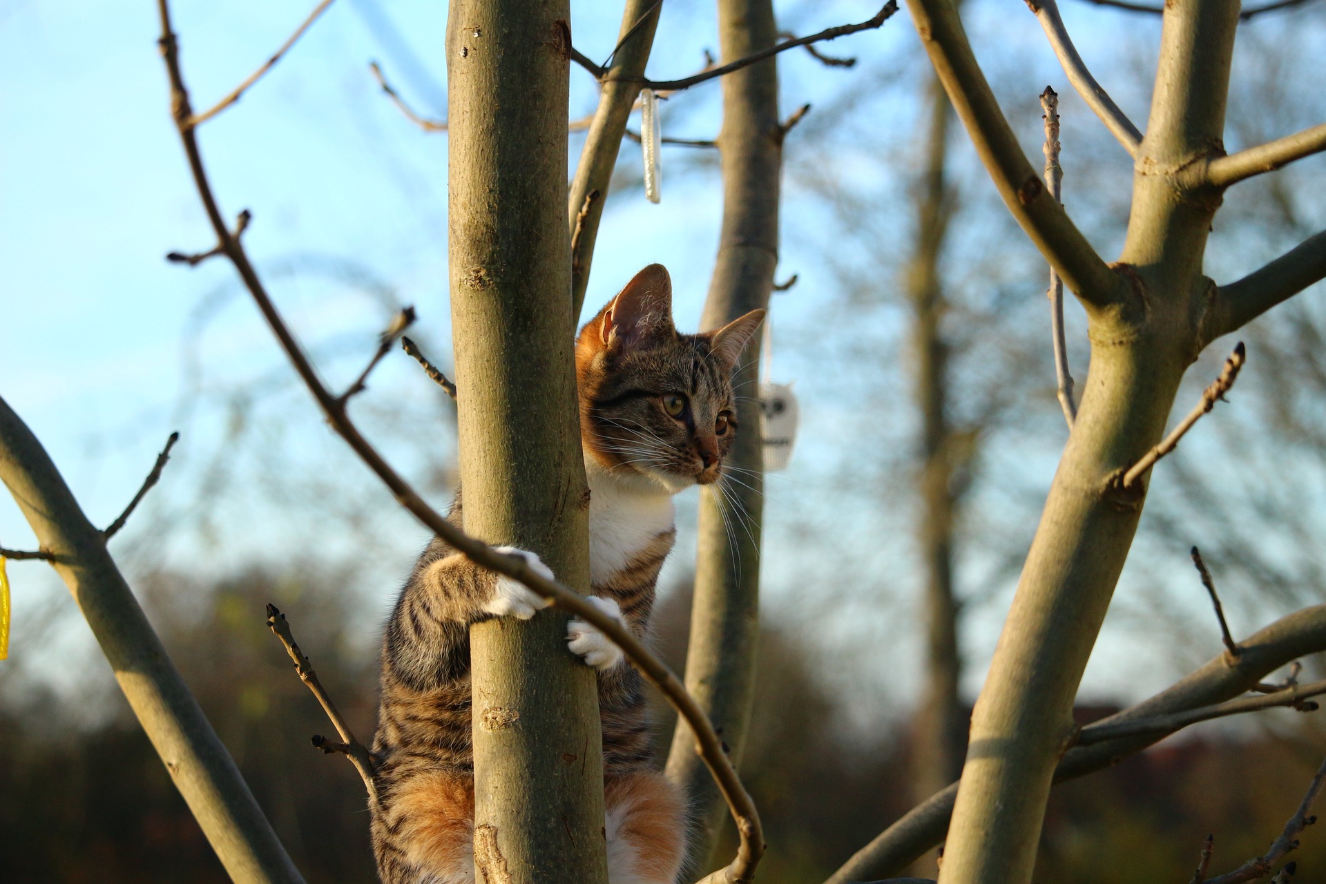 Der Ratgeber rund um die Katze zum Thema Katzenhaltung, Katzenspielzeug und Kratzbäume