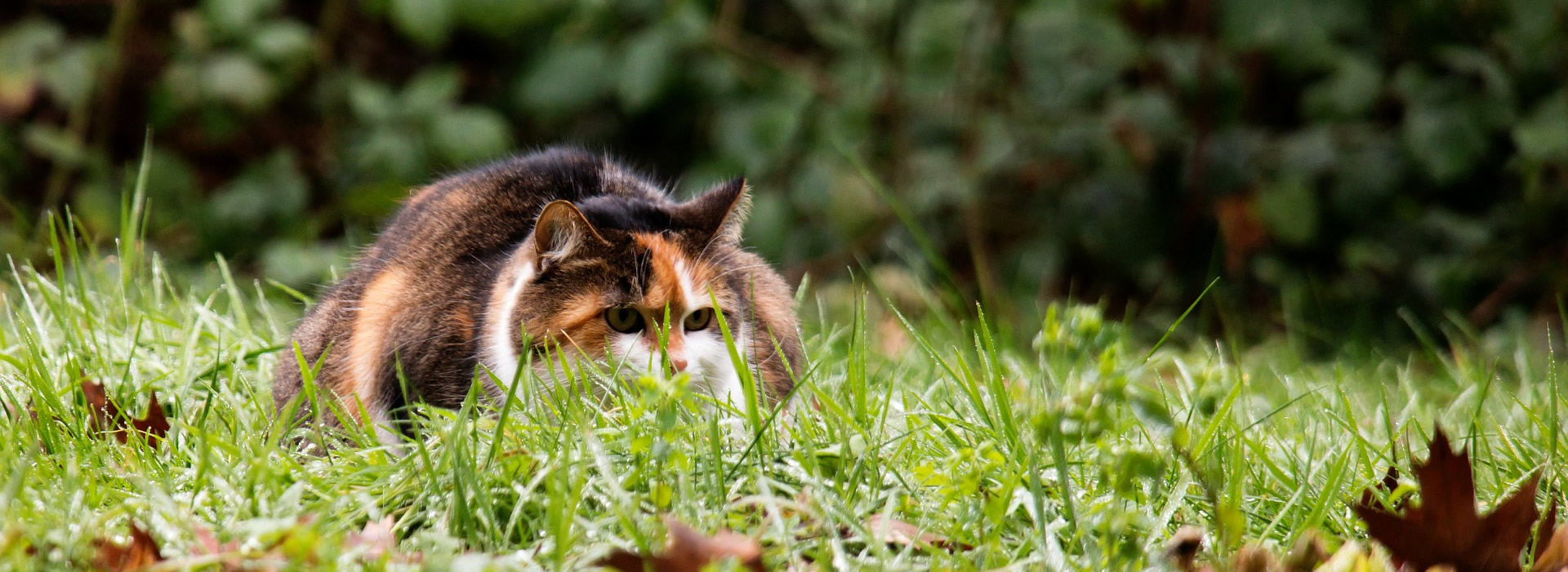 Der Ratgeber rund um die Katze zum Thema Katzenhaltung, Katzenspielzeug und Kratzbäume