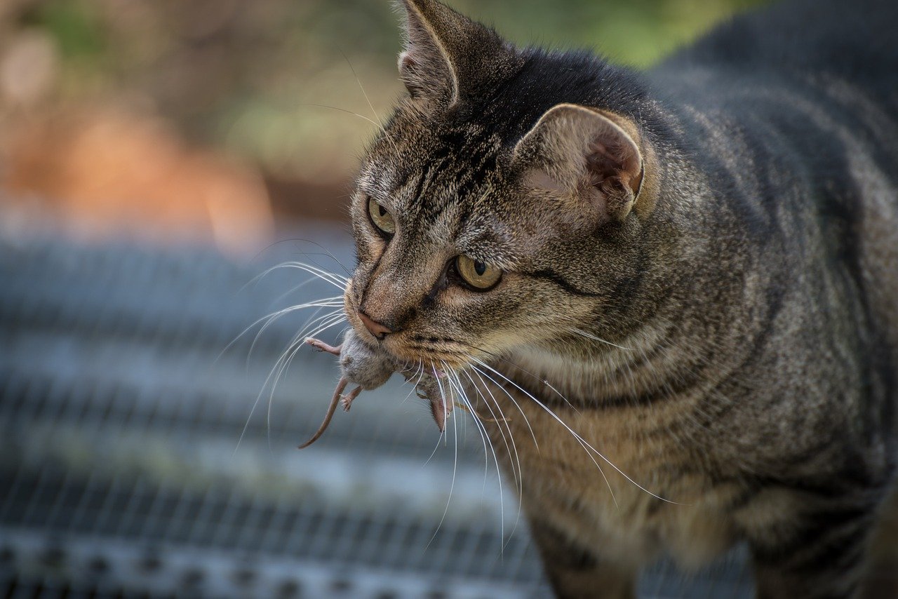 Der Ratgeber rund um die Katze zum Thema Katzenhaltung, Katzenspielzeug und Kratzbäume