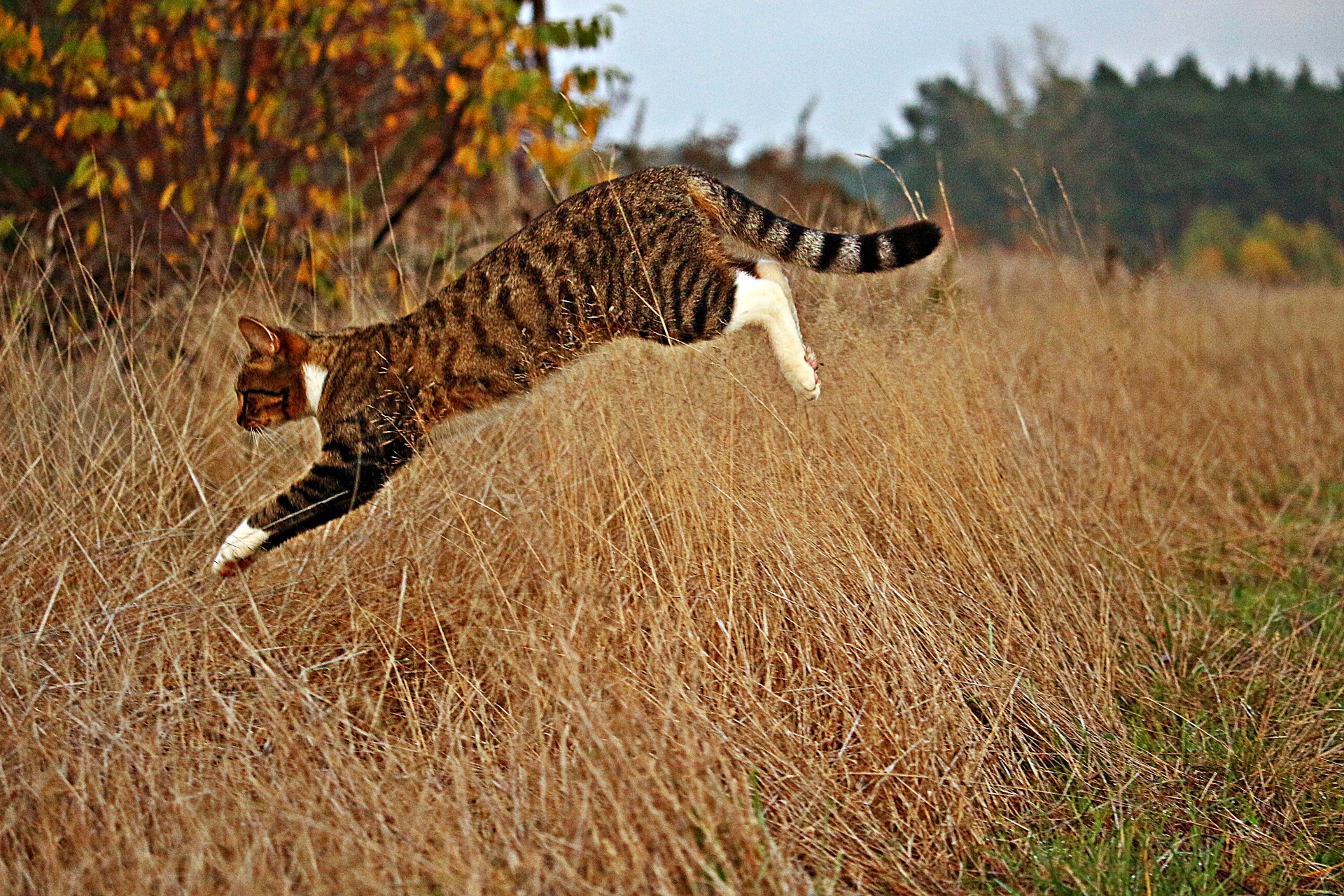 Der Ratgeber rund um die Katze zum Thema Katzenhaltung, Katzenspielzeug und Kratzbäume