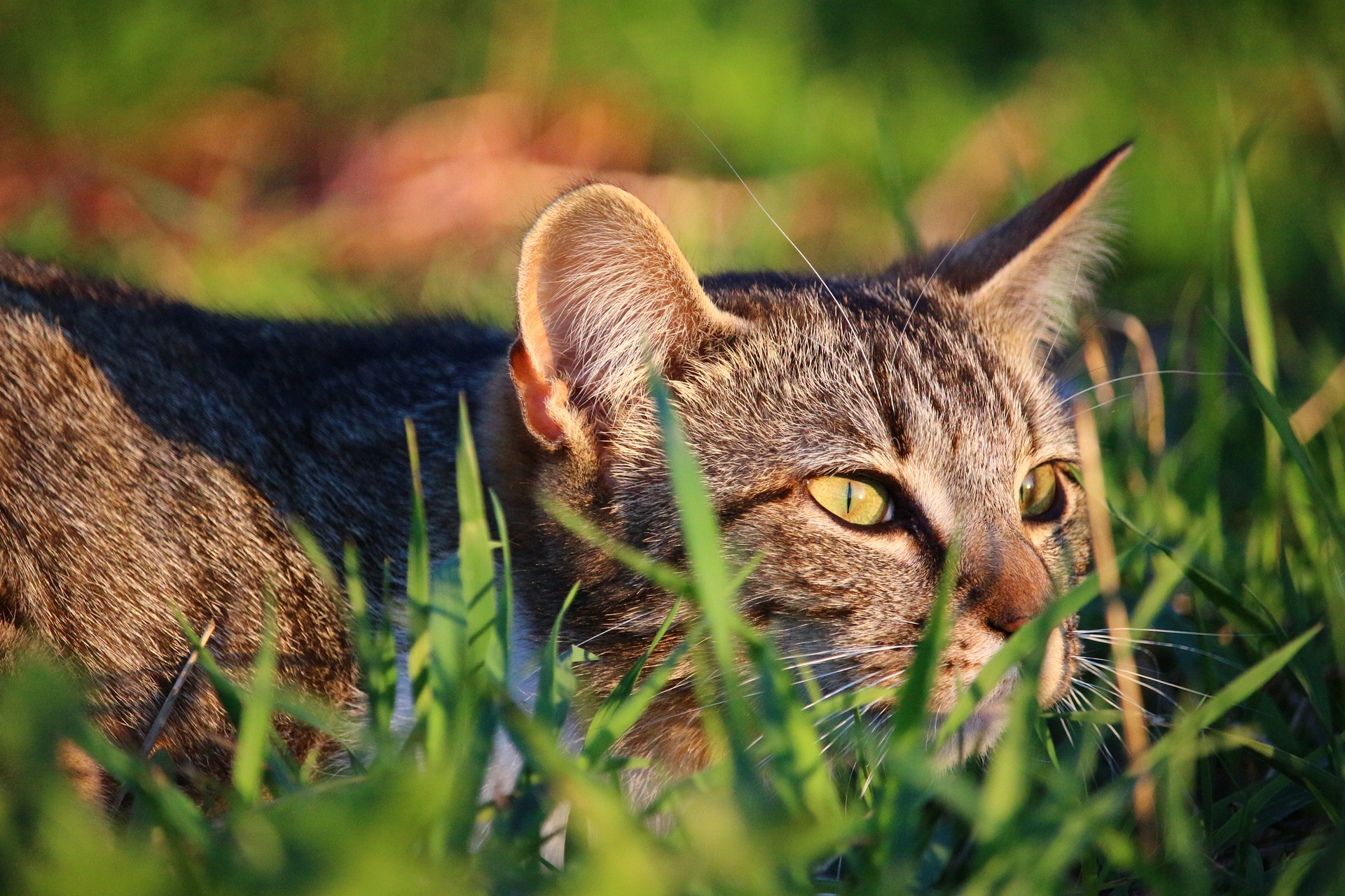 Der Ratgeber rund um die Katze zum Thema Katzenhaltung, Katzenspielzeug und Kratzbäume