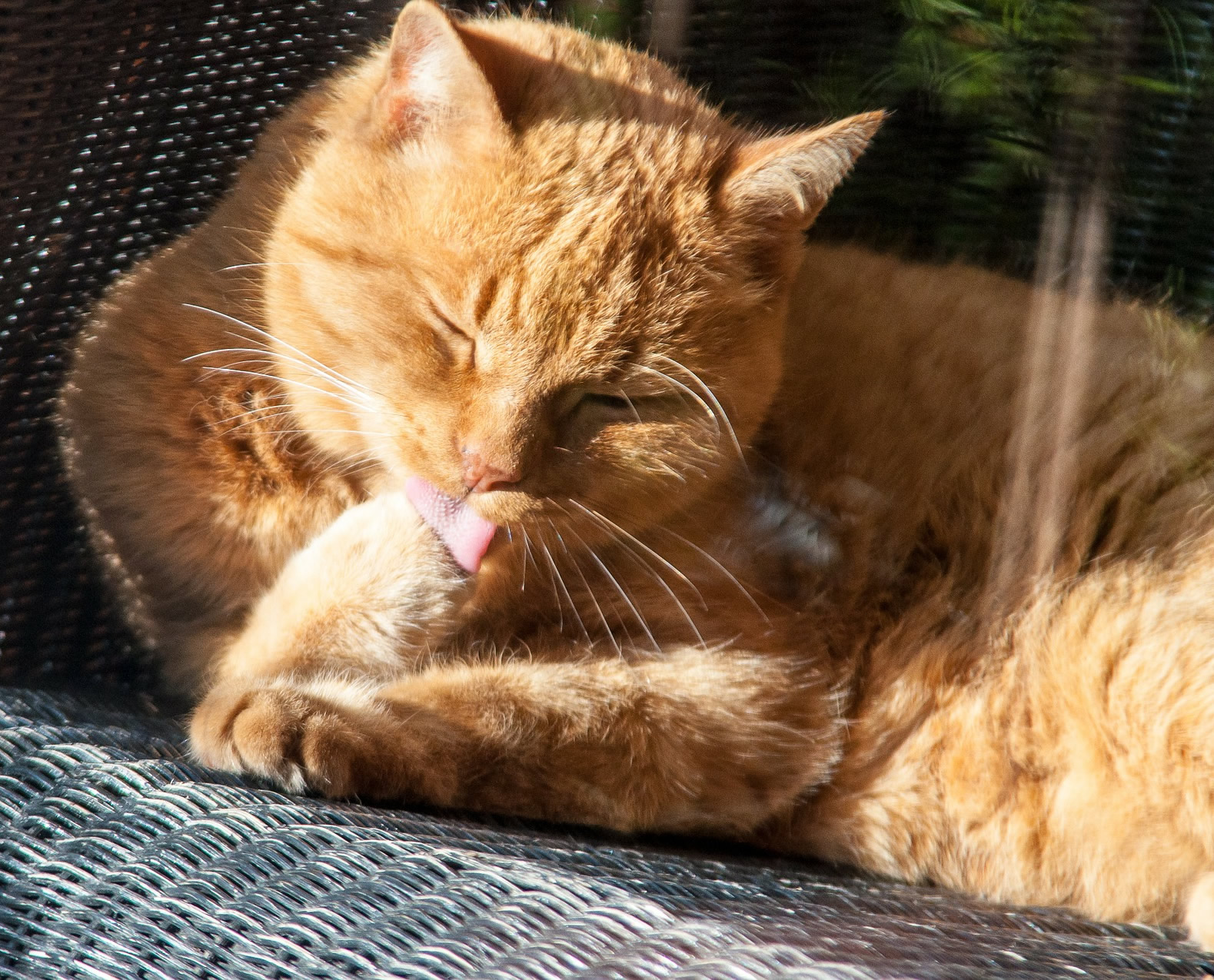 Der Ratgeber rund um die Katze zum Thema Katzenhaltung, Katzenspielzeug und Kratzbäume