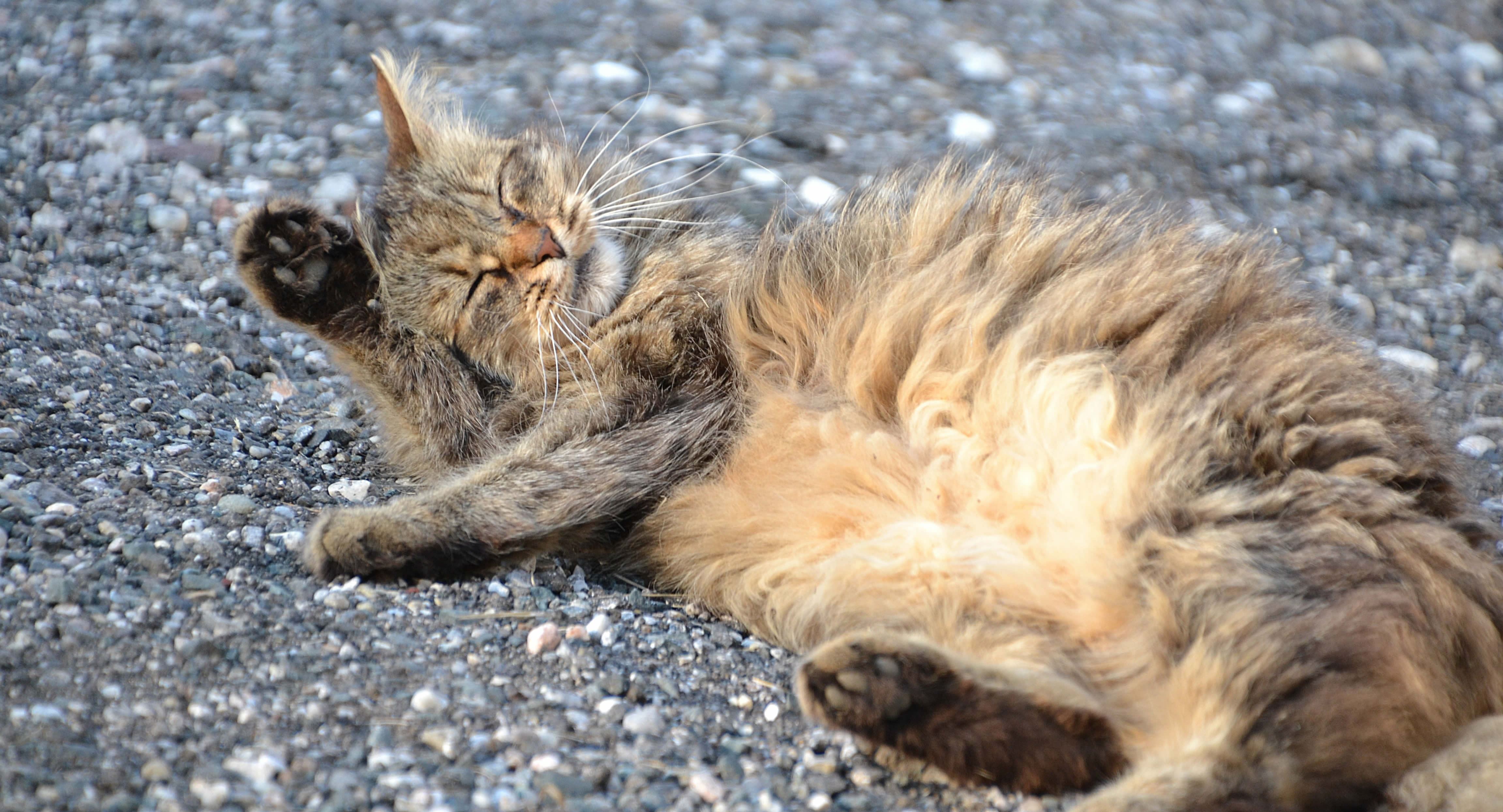 Der Ratgeber rund um die Katze zum Thema Katzenhaltung, Katzenspielzeug und Kratzbäume